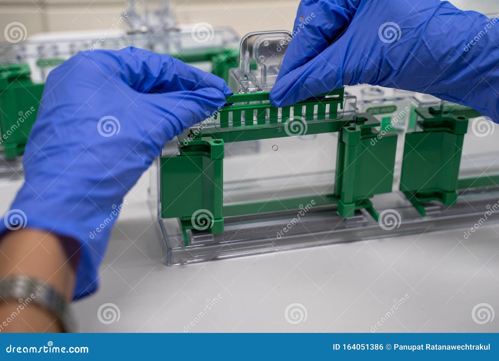 using western blot technique using western blot technique