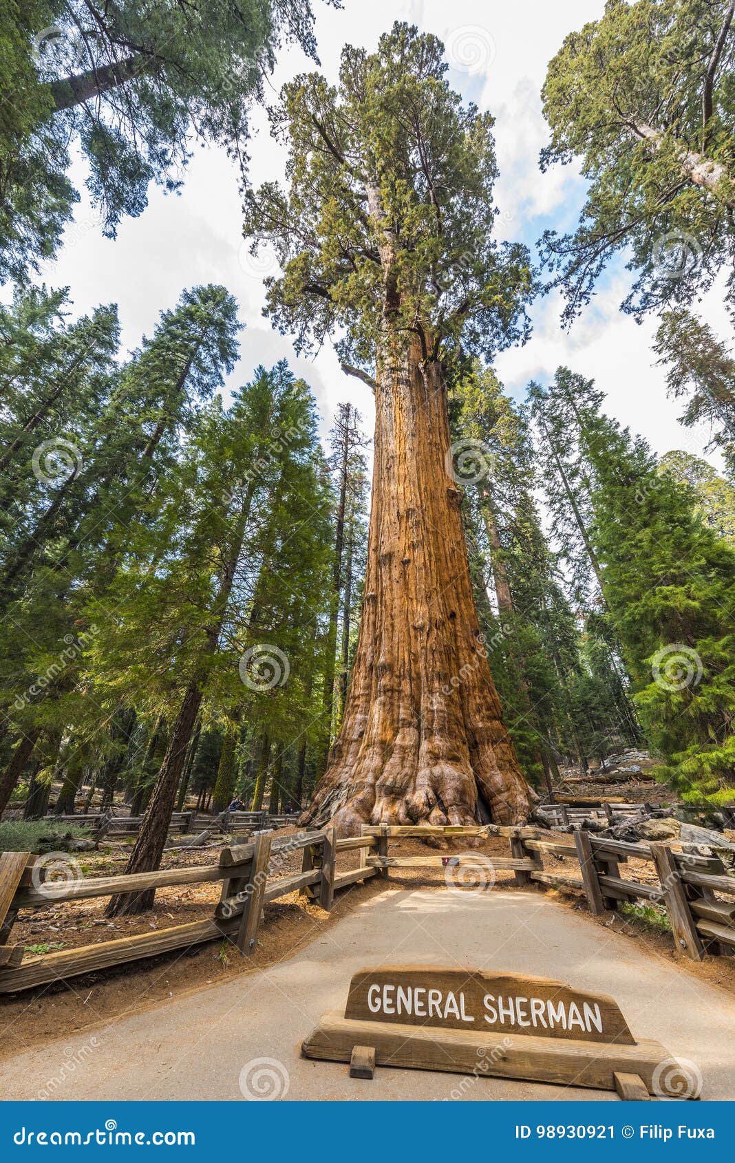 general sherman giant sequoia