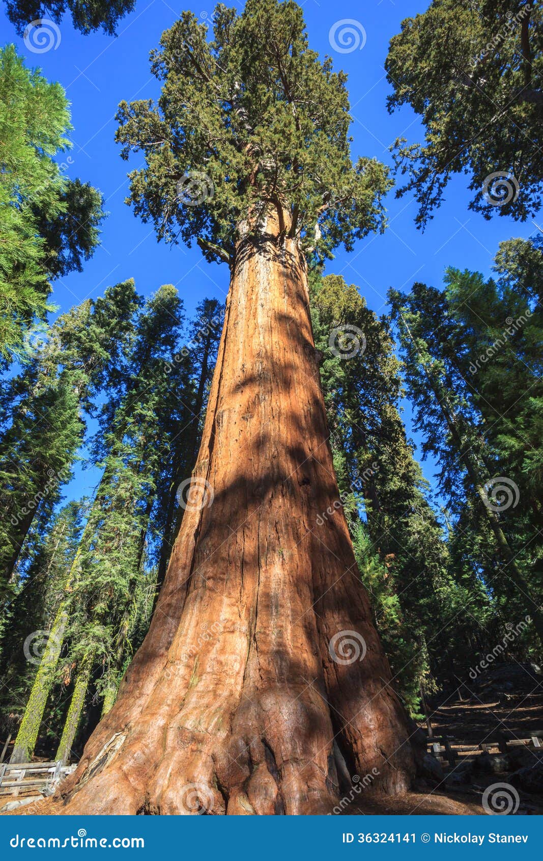 general sherman sequoia