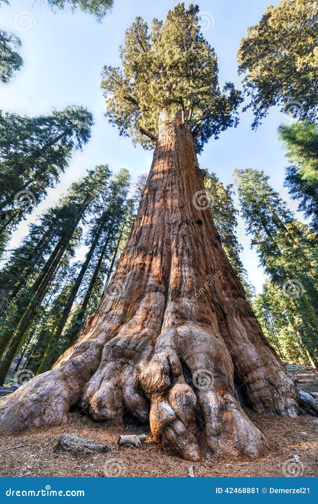 general sherman sequoia tree