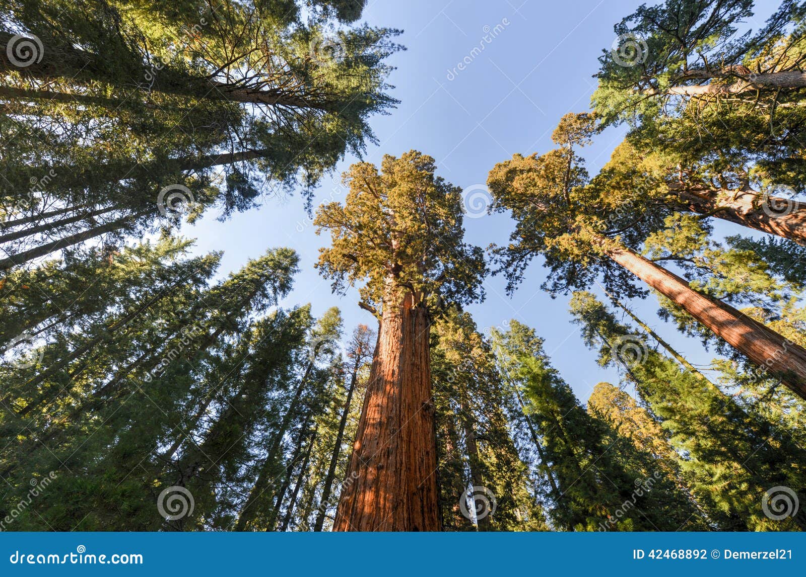 general sherman sequoia tree