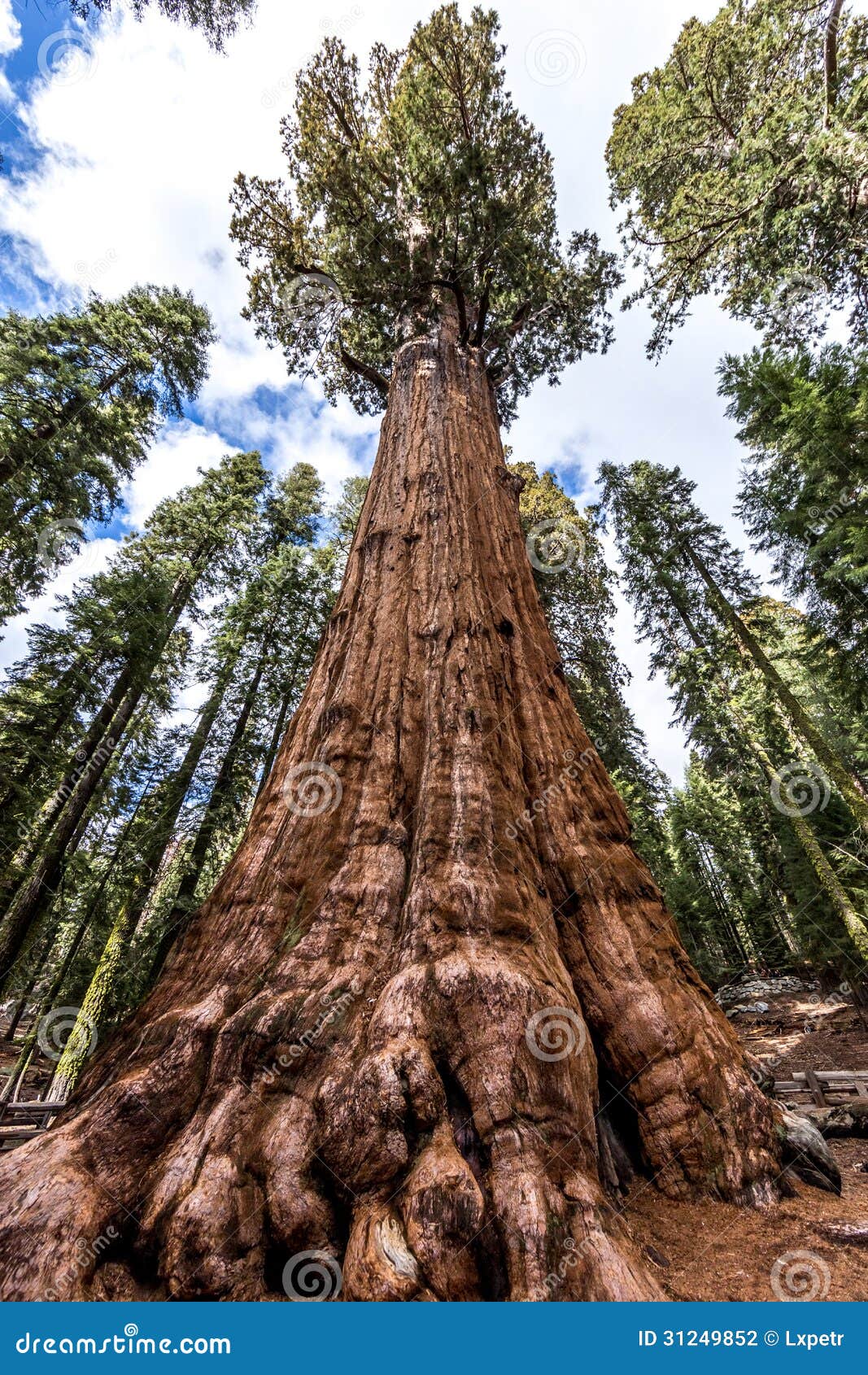 general sherman tree in giant sequoia forest