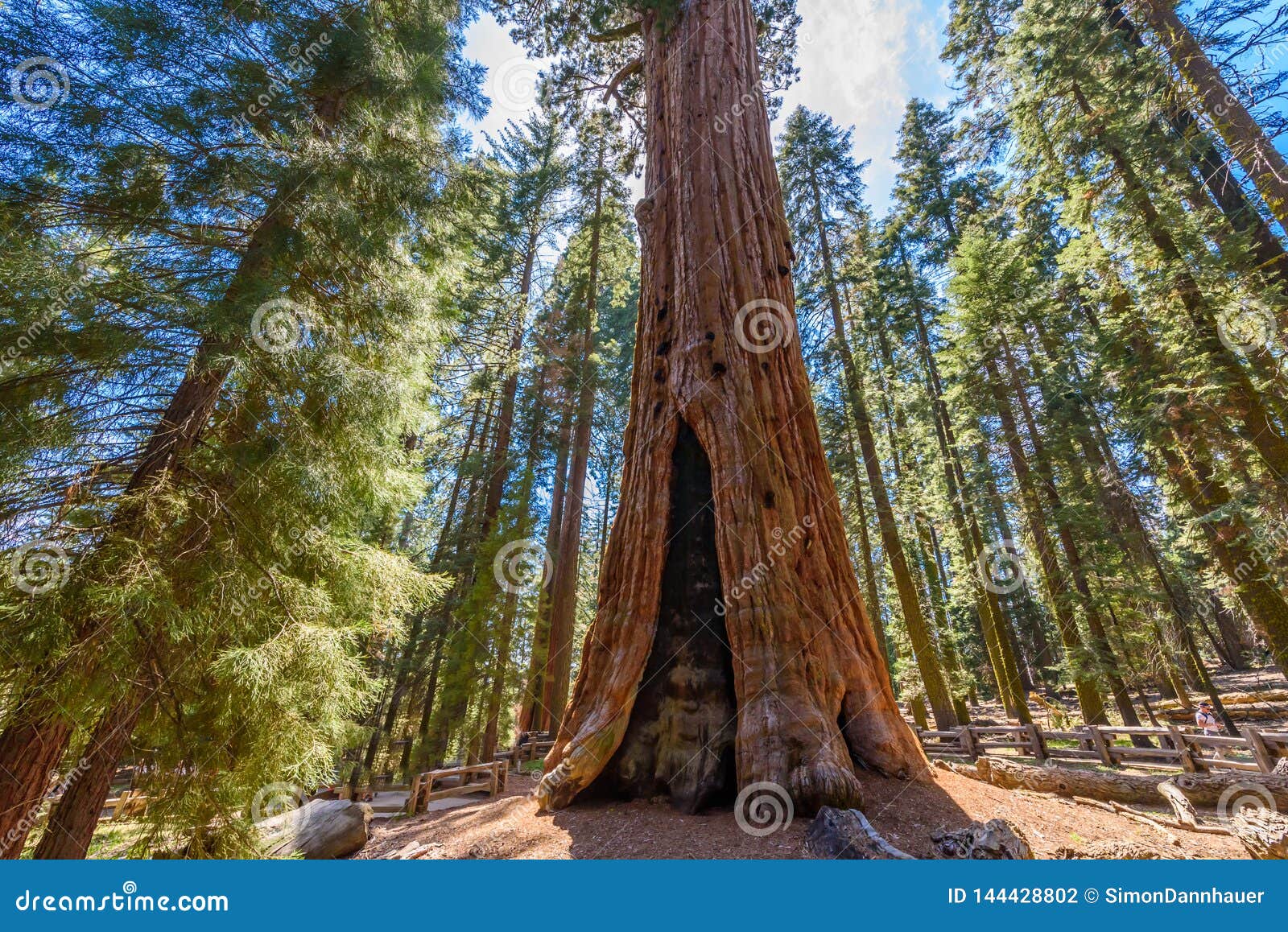 General Sherman Tree The Largest Tree On Earth Giant Sequoia Trees In Sequoia National Park California Usa Stock Photo Image Of Canyon Landscape General Sherman Tree The Largest Tree On Earth Giant Sequoia Trees In Sequoia National Park California Usa Stock Photo Image Of Canyon Landscape