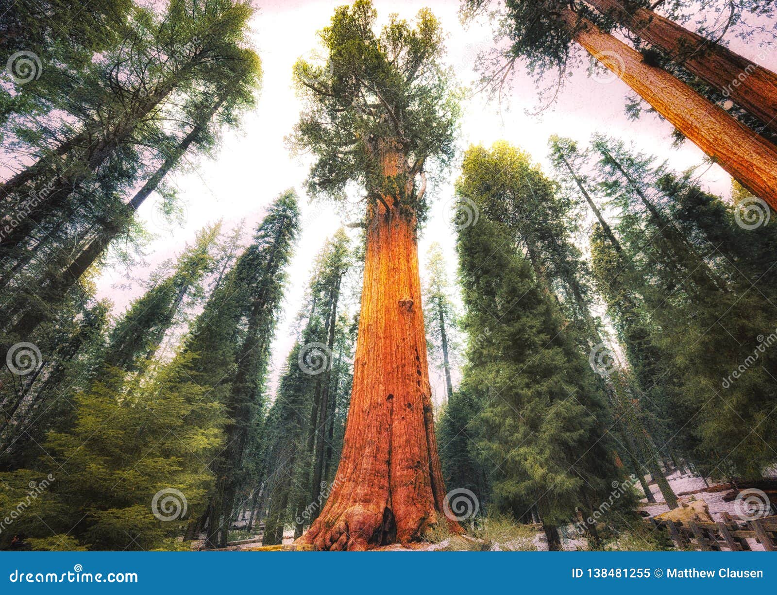 general sherman tree, sequoia national park