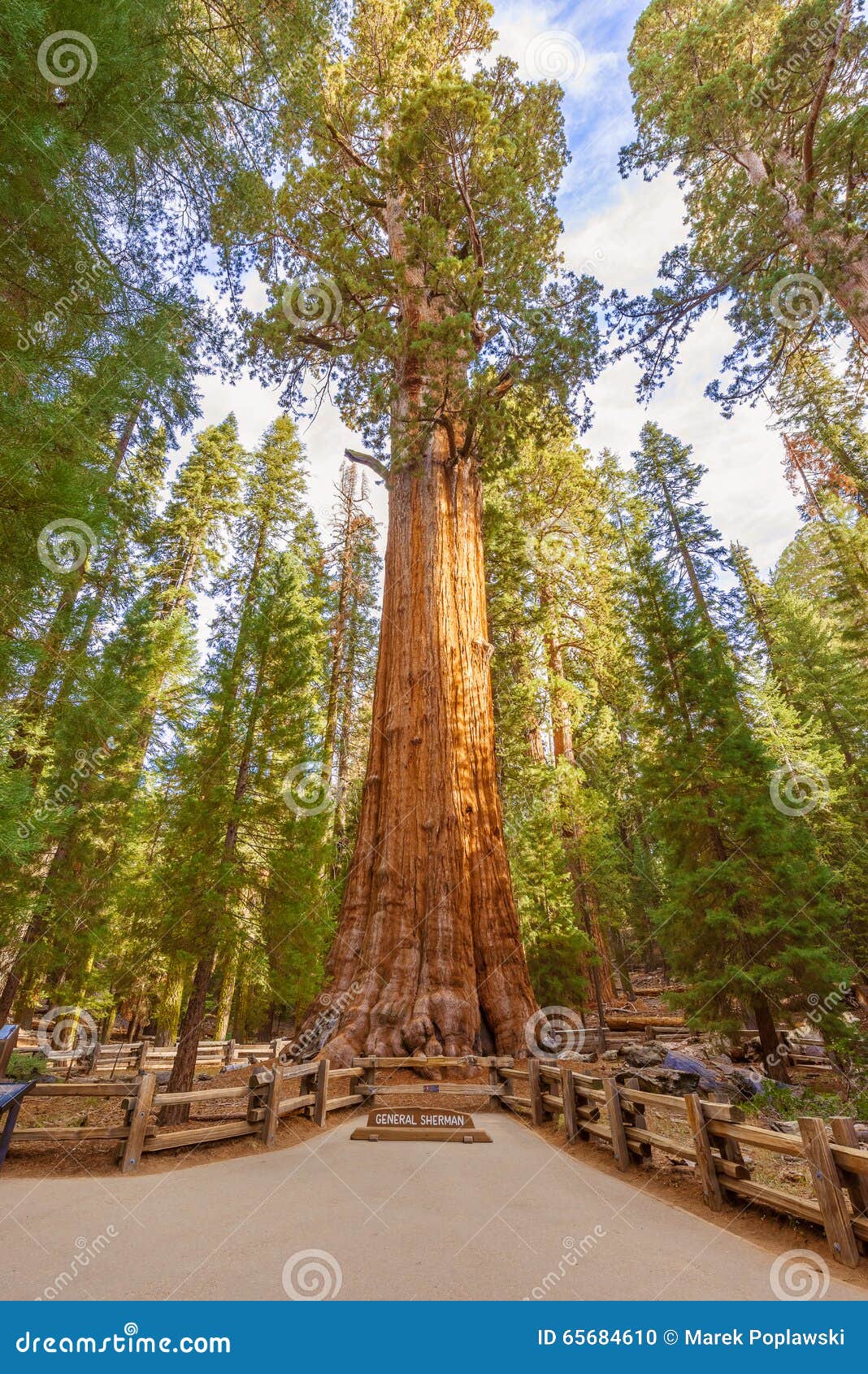 general sherman tree in sequoia national park, california usa