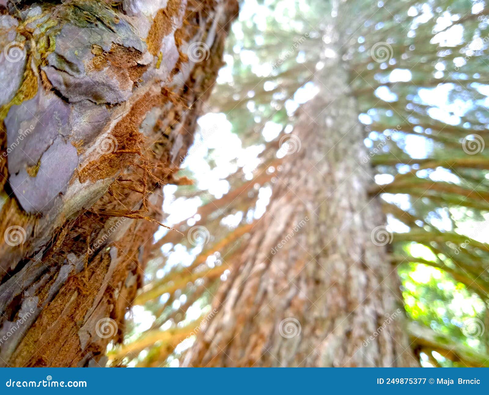 the general sherman tree, the world`s largest living tree, sequoia, redwood tree