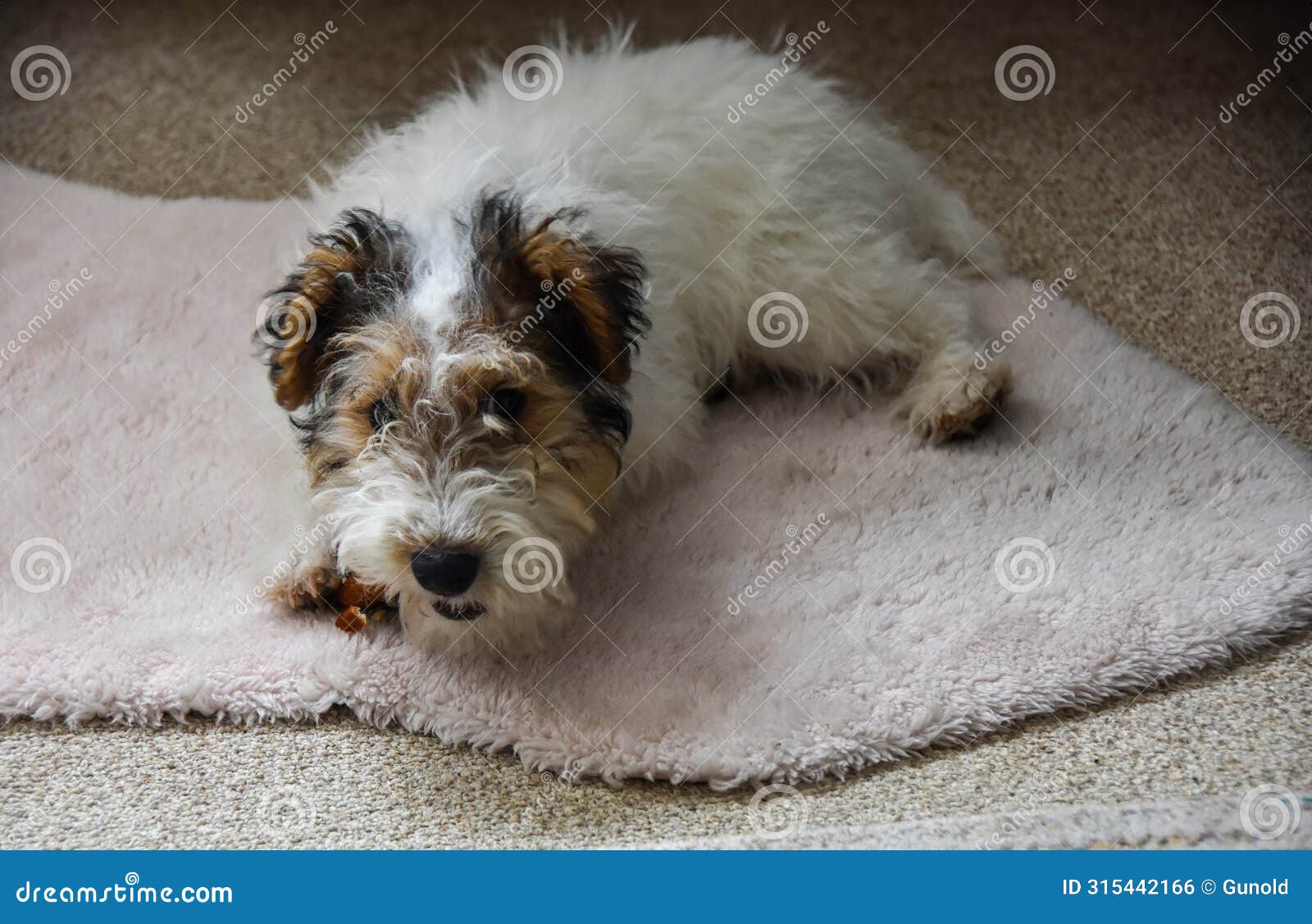 young fox terrier with chew bone