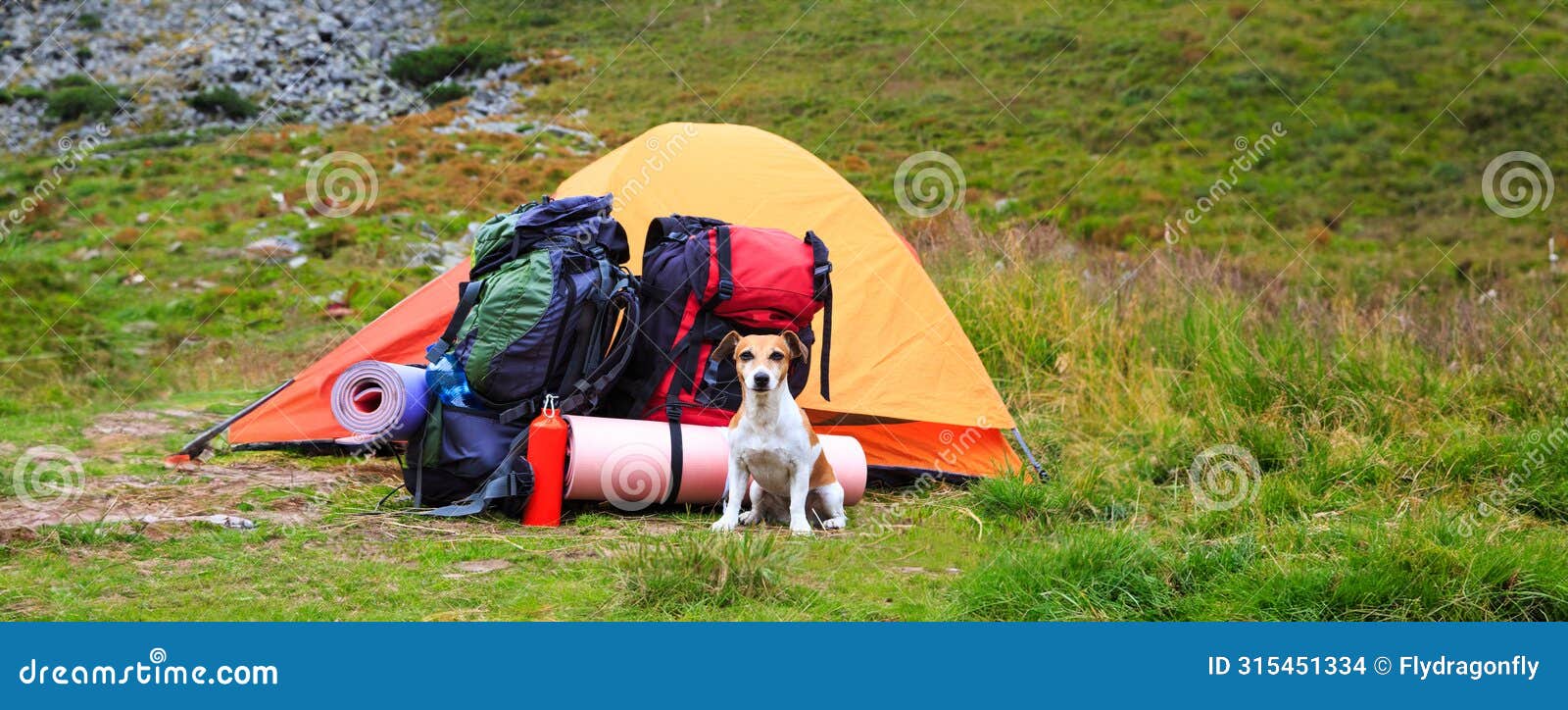 dog camping. small dog sits near a tent with backpacks on a hike