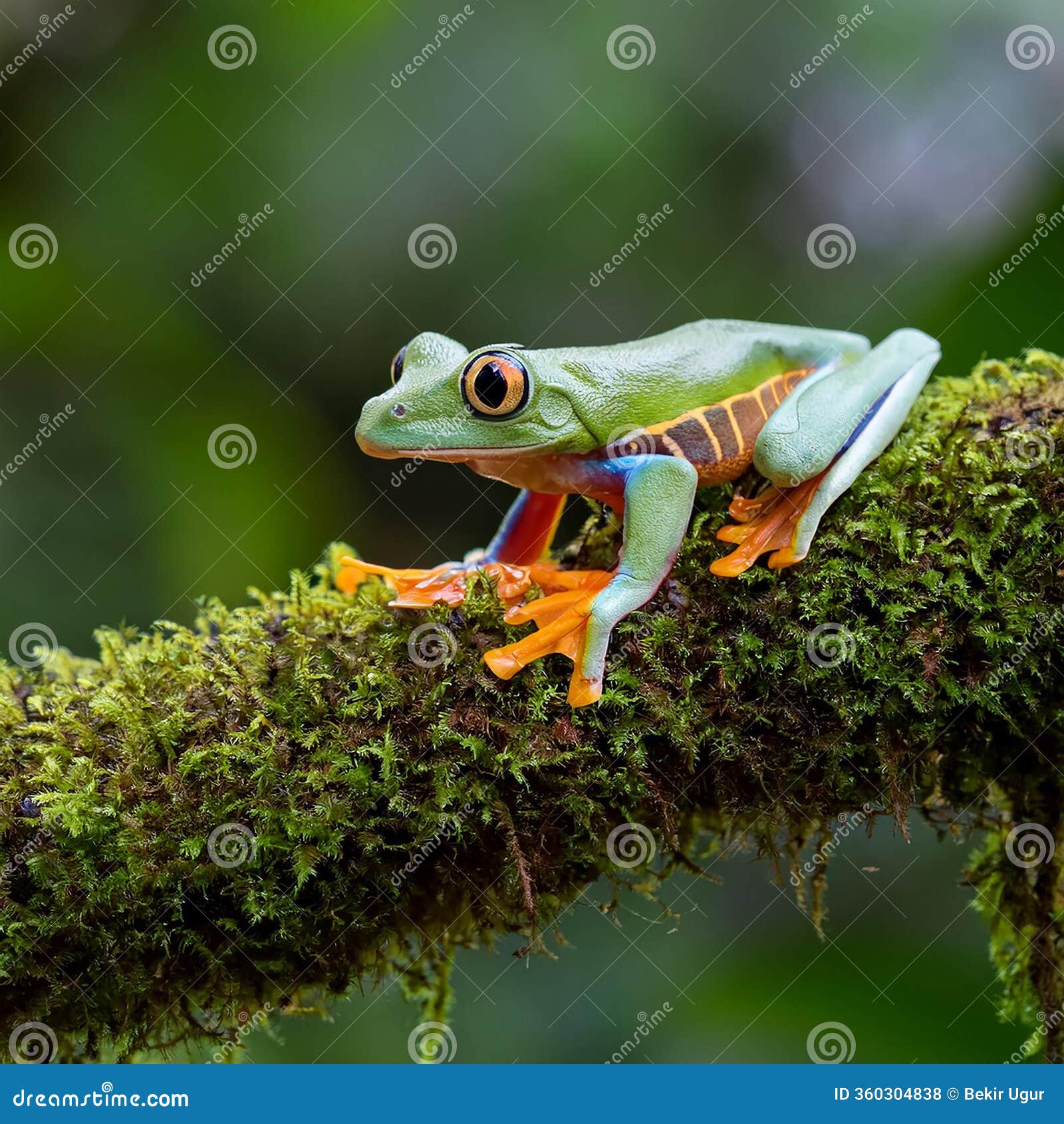 gliding tree frog agalychnis spurrelli is a species of frog in family hylidae. it is found in colombia