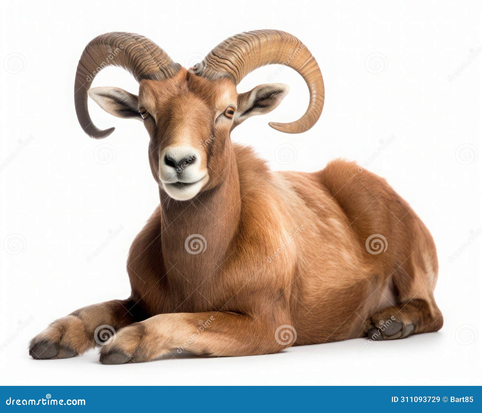 photo of aoudad  on white background. generative ai