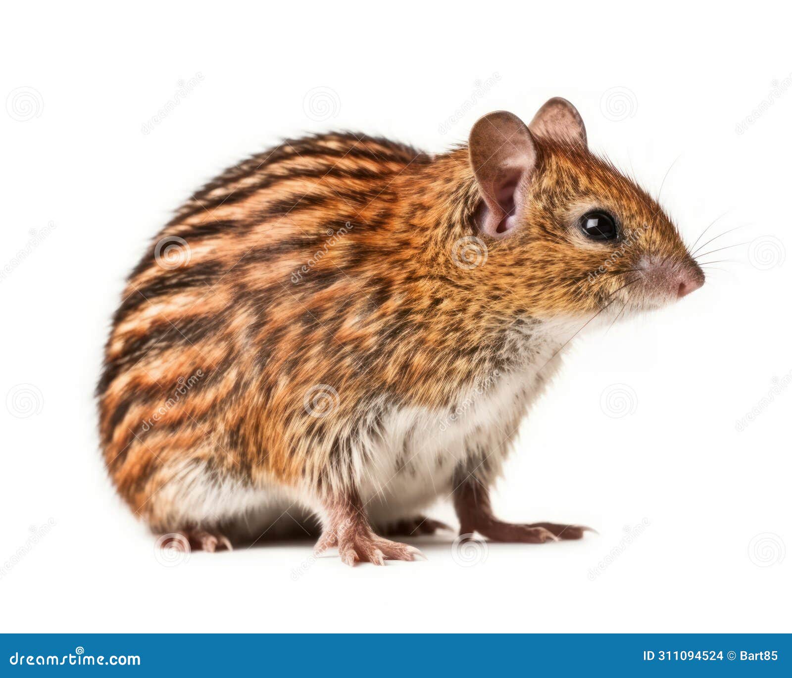 photo of elephant shrew  on white background. generative ai