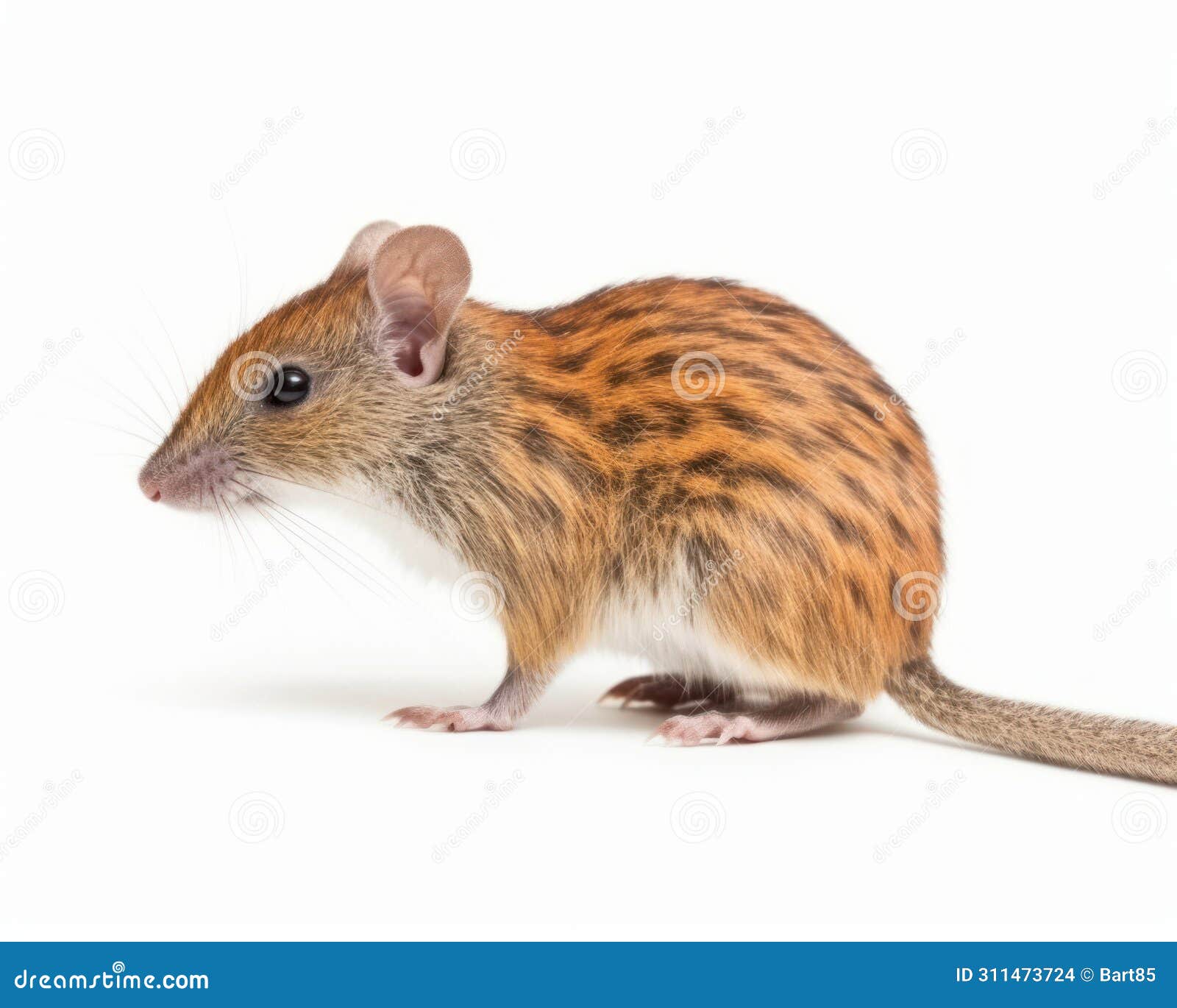 photo of elephant shrew  on white background. generative ai
