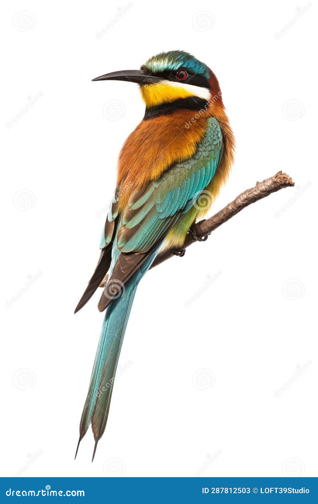 Bee_eater_Bird_sitting_on_branch_1690600161791_2 Stock Illustration