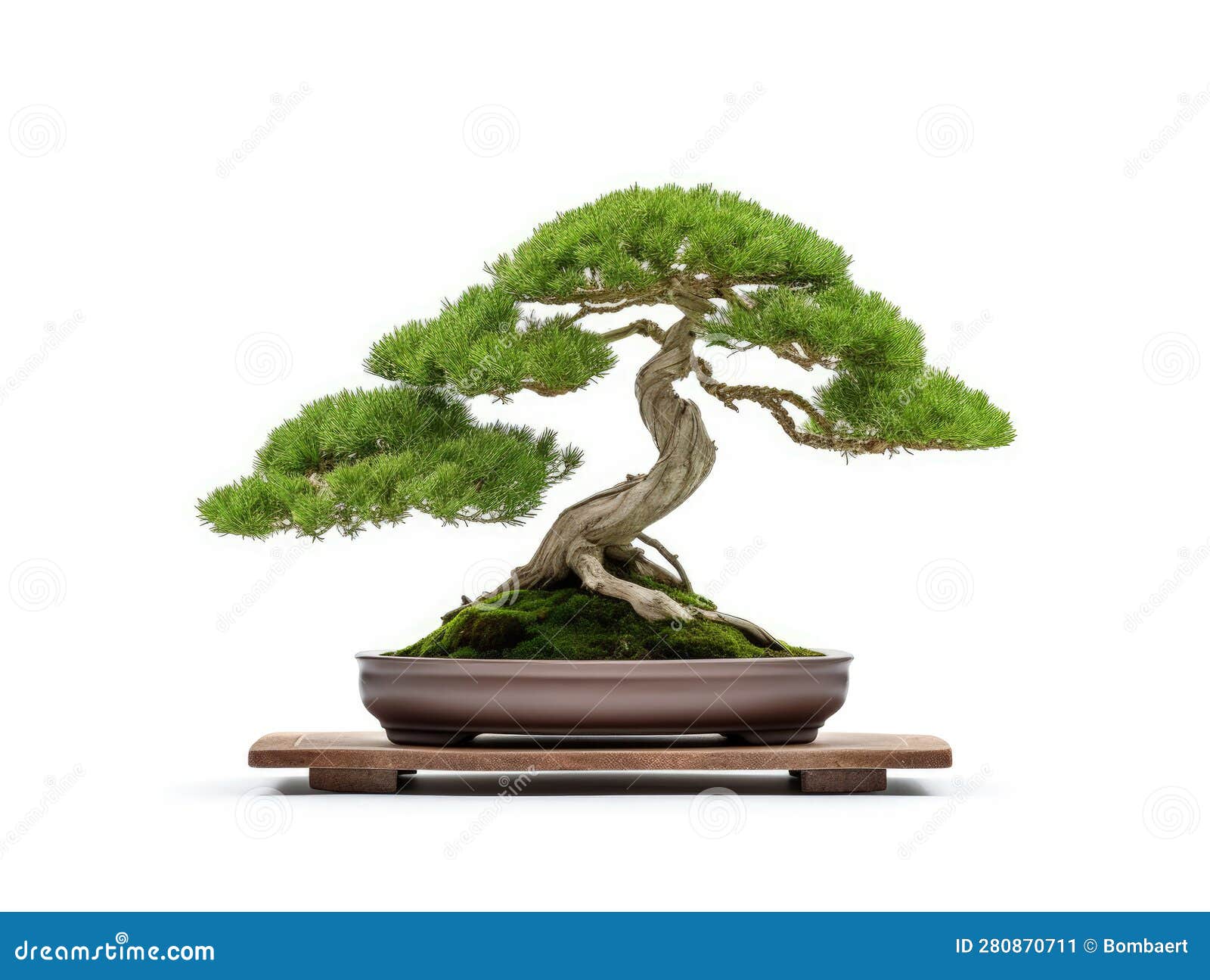 Generative Ai Illustration of Bonsai Tree in Ceramic Pot on White