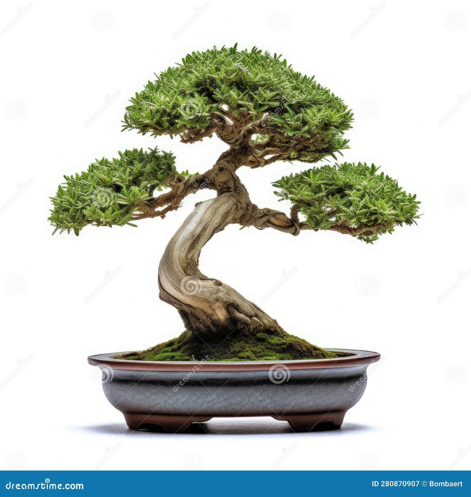 Generative Ai Illustration of Bonsai Tree in Ceramic Pot on White