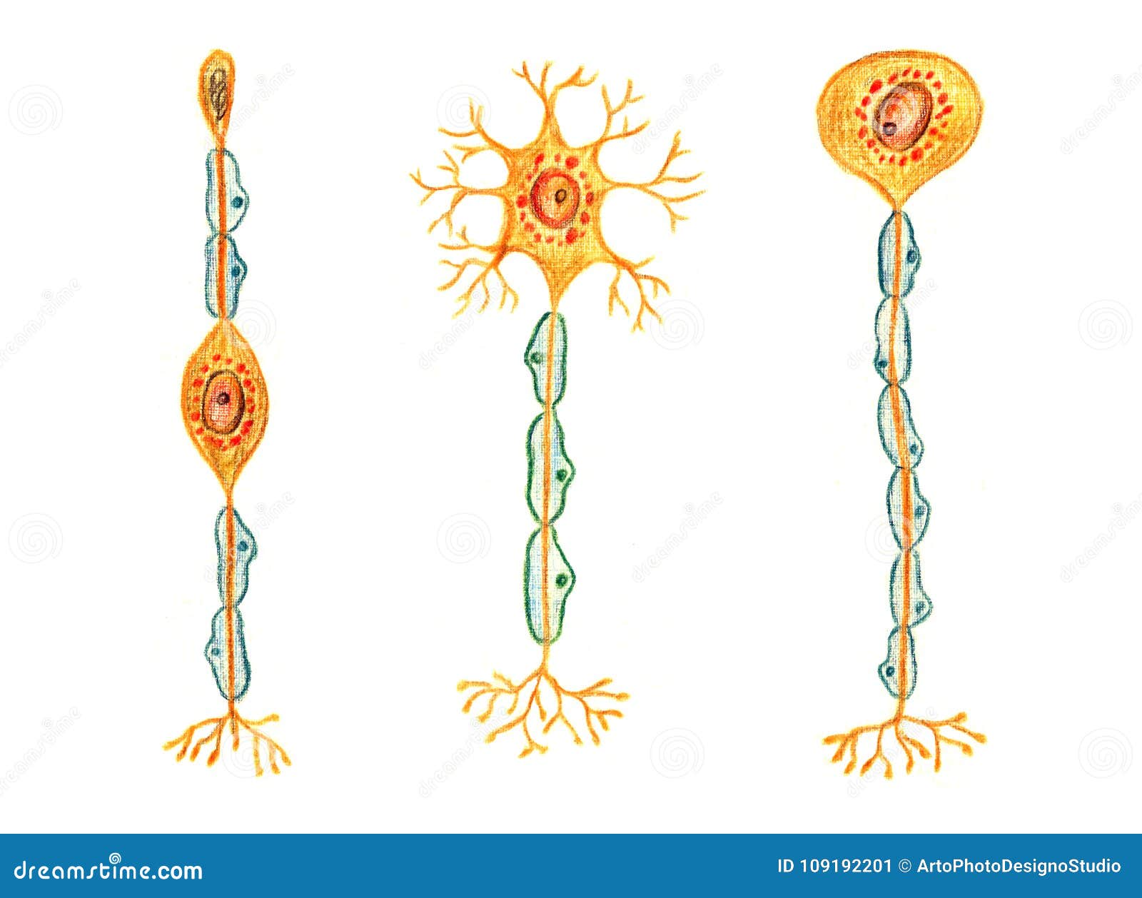 Generi Differenti Di Neuroni Neurone Bipolare Neurone Multipolare Neurone Unipolare Illustrazione Di Stock Illustrazione Di Differente Formazione 109192201