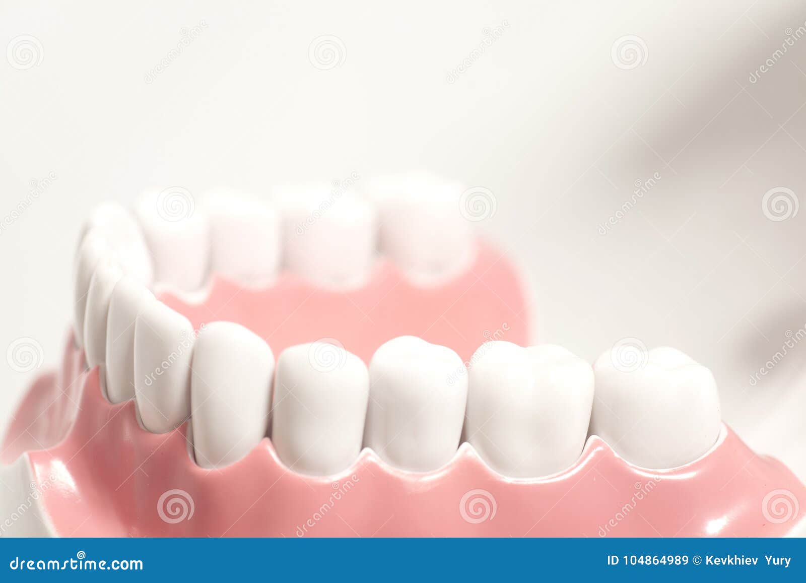 generic dental human teeth model