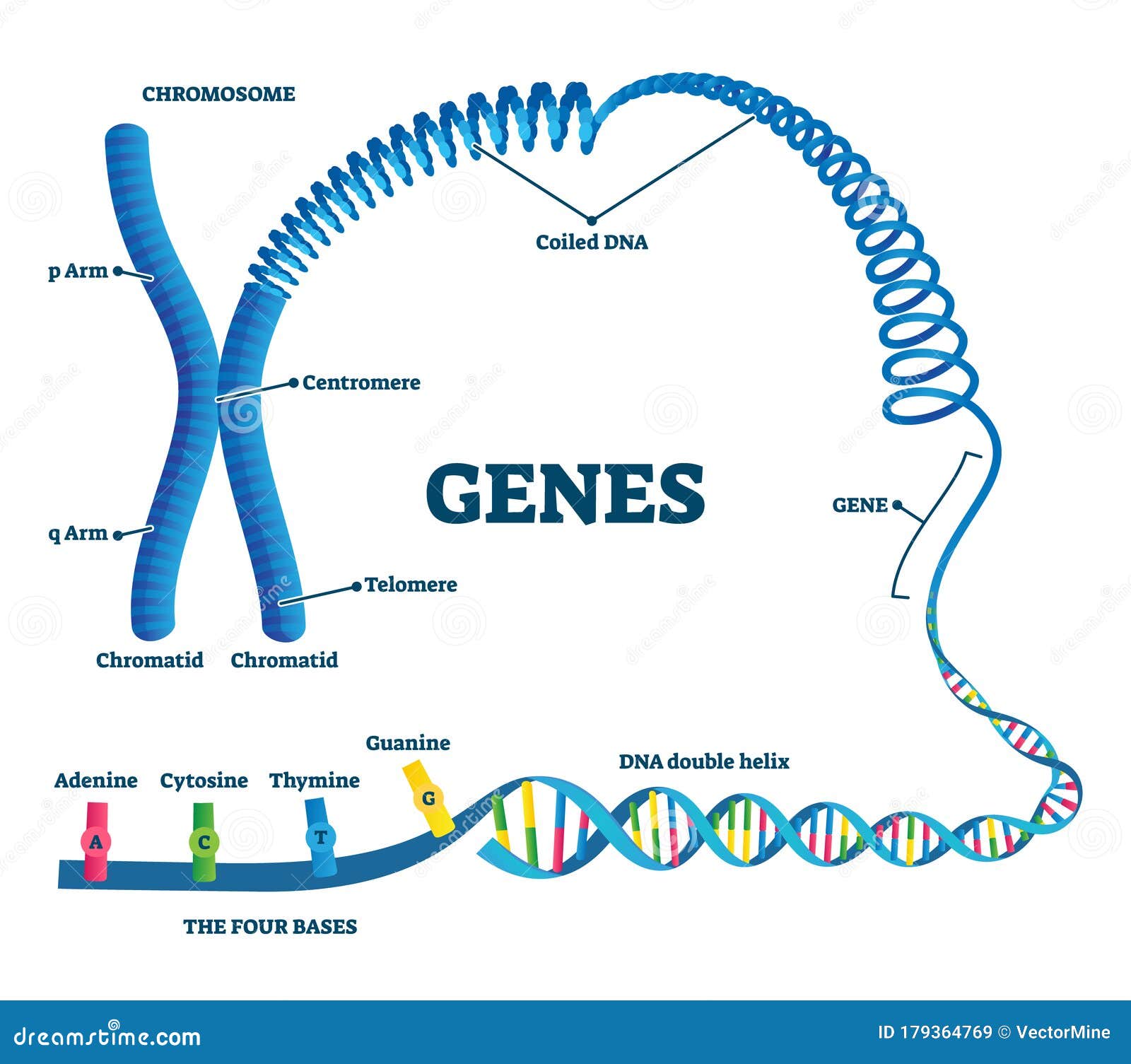 genes  . educational labeled structure example scheme.