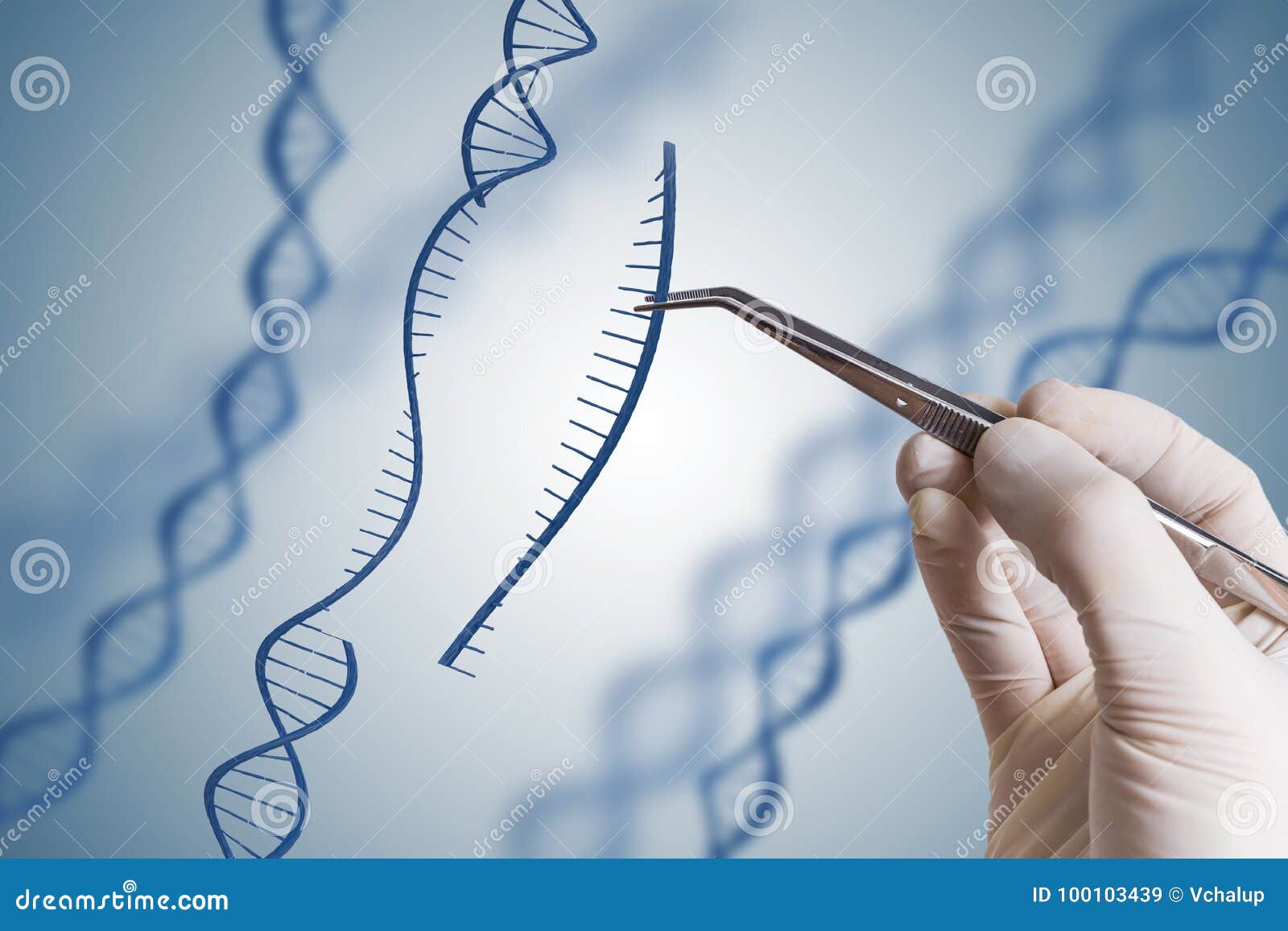 genetic engineering, gmo and gene manipulation concept. hand is inserting sequence of dna