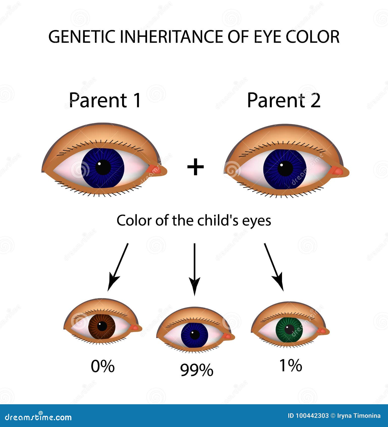 Can Indians Have Blue Eyes? Exploring the Genetics of Eye Color