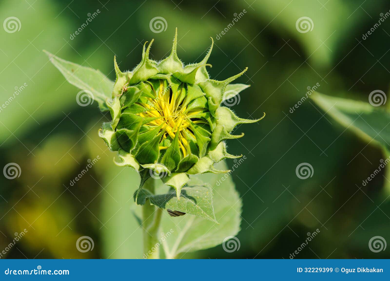 Sunflower Modified Bud Macro in the Fi Stock Image Image