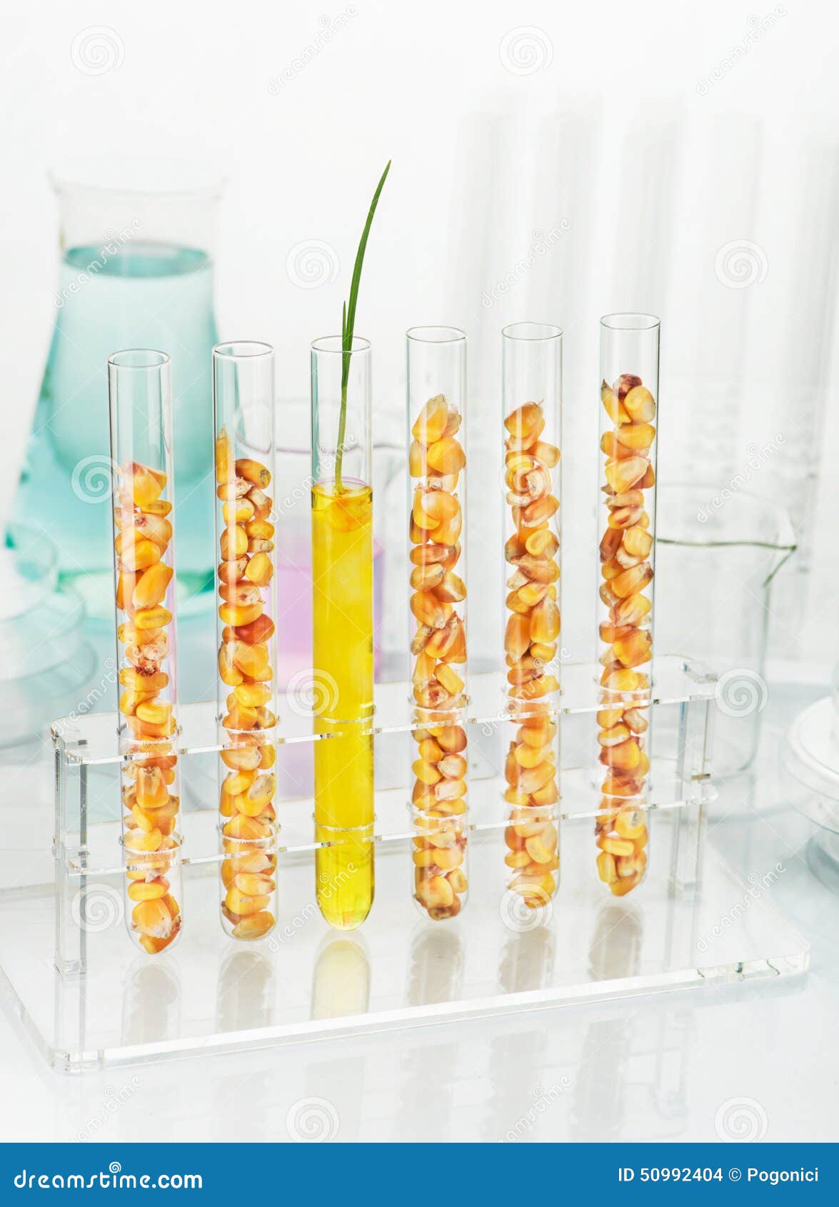 modified corn stock photo. Image of eating 50992404