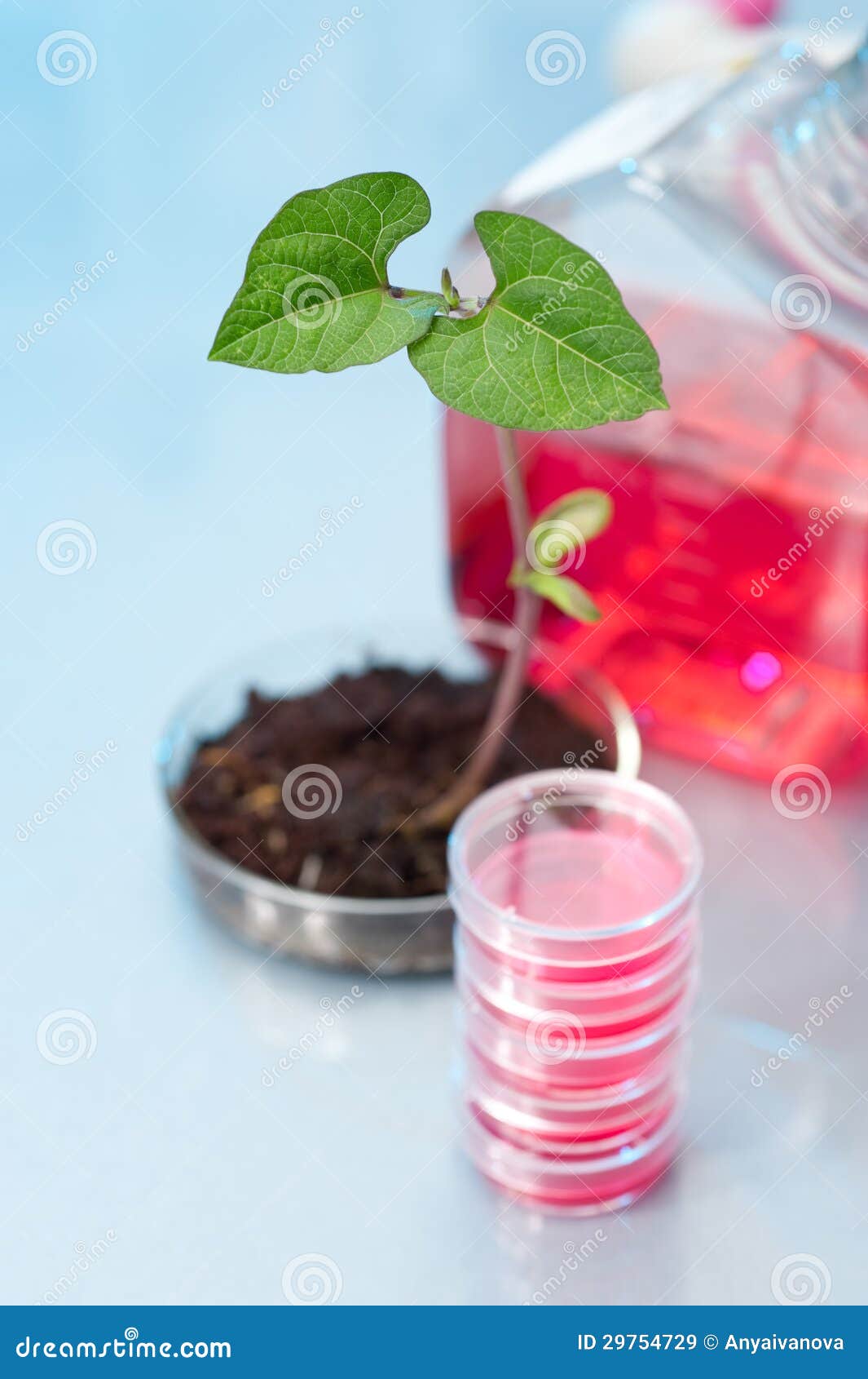 Transgenic Plant in Plastic Dish Stock Image Image of medium, soil