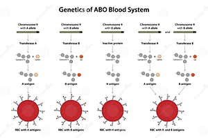 Genetics Of ABO Blood System Royalty Free Stock Photography CartoonDealer 276114641