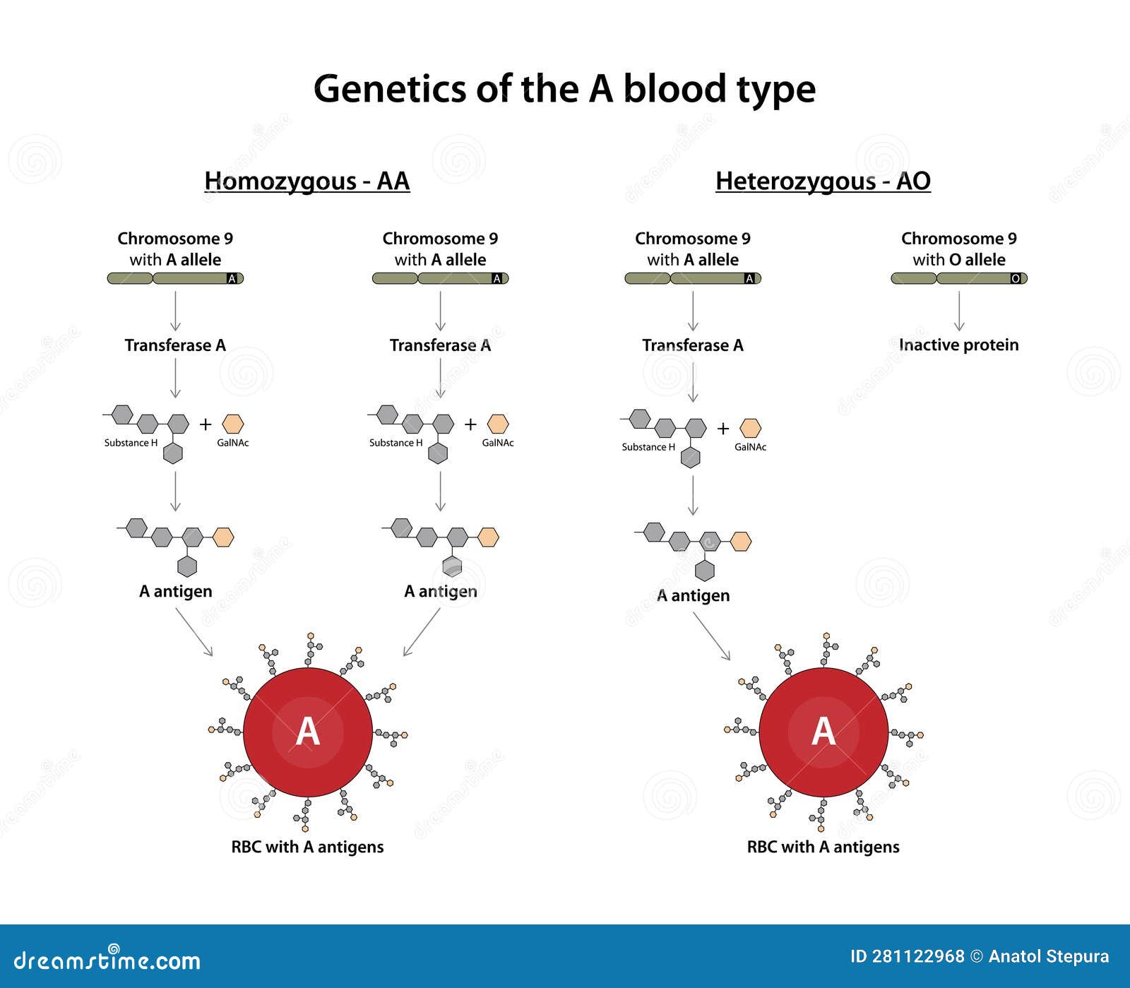of the a Blood Type. Stock Vector Illustration of blood