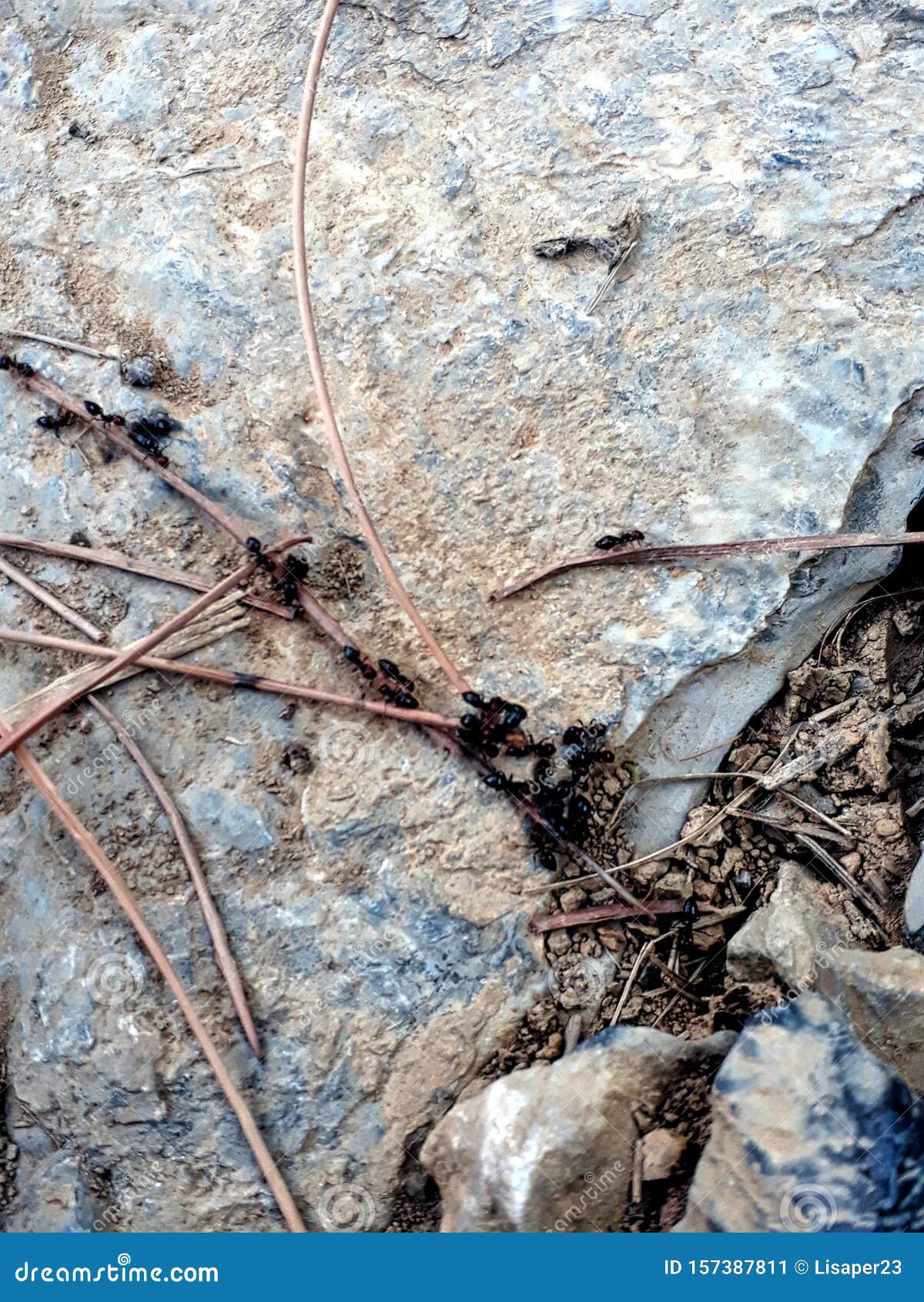 ants nest in the rock