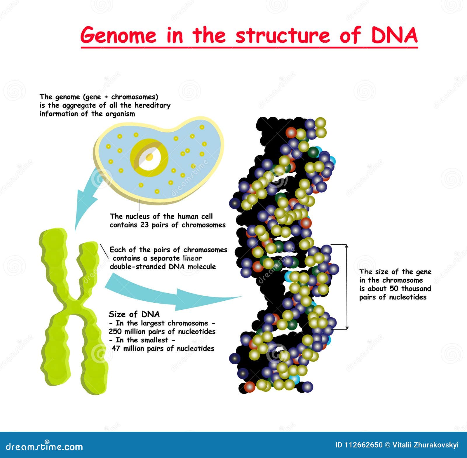 Genome 3d In The Structure Of Dna Genome Sequence Telomere Is A Repeating Sequence Of Double Stranded Dna Located At The Ends Of Stock Illustration Illustration Of Helix Enzyme
