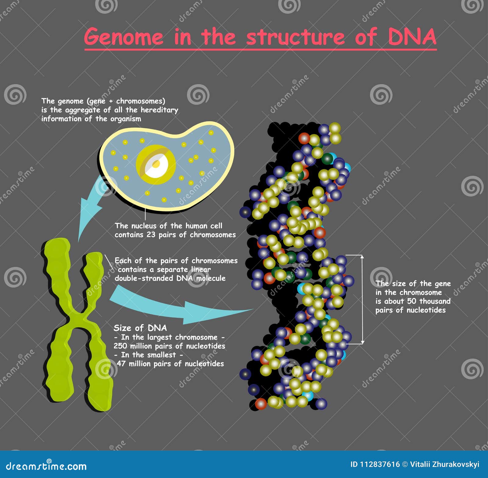 Genome In The Structure Of Dna Genome Sequence Telomere Is A Repeating Sequence Of Double Stranded Dna Located At The Ends Of Stock Vector Illustration Of Healthy Evolution Genome In The Structure Of Dna Genome Sequence Telomere Is A Repeating Sequence Of Double Stranded Dna Located At The Ends Of Stock Vector Illustration Of Healthy Evolution