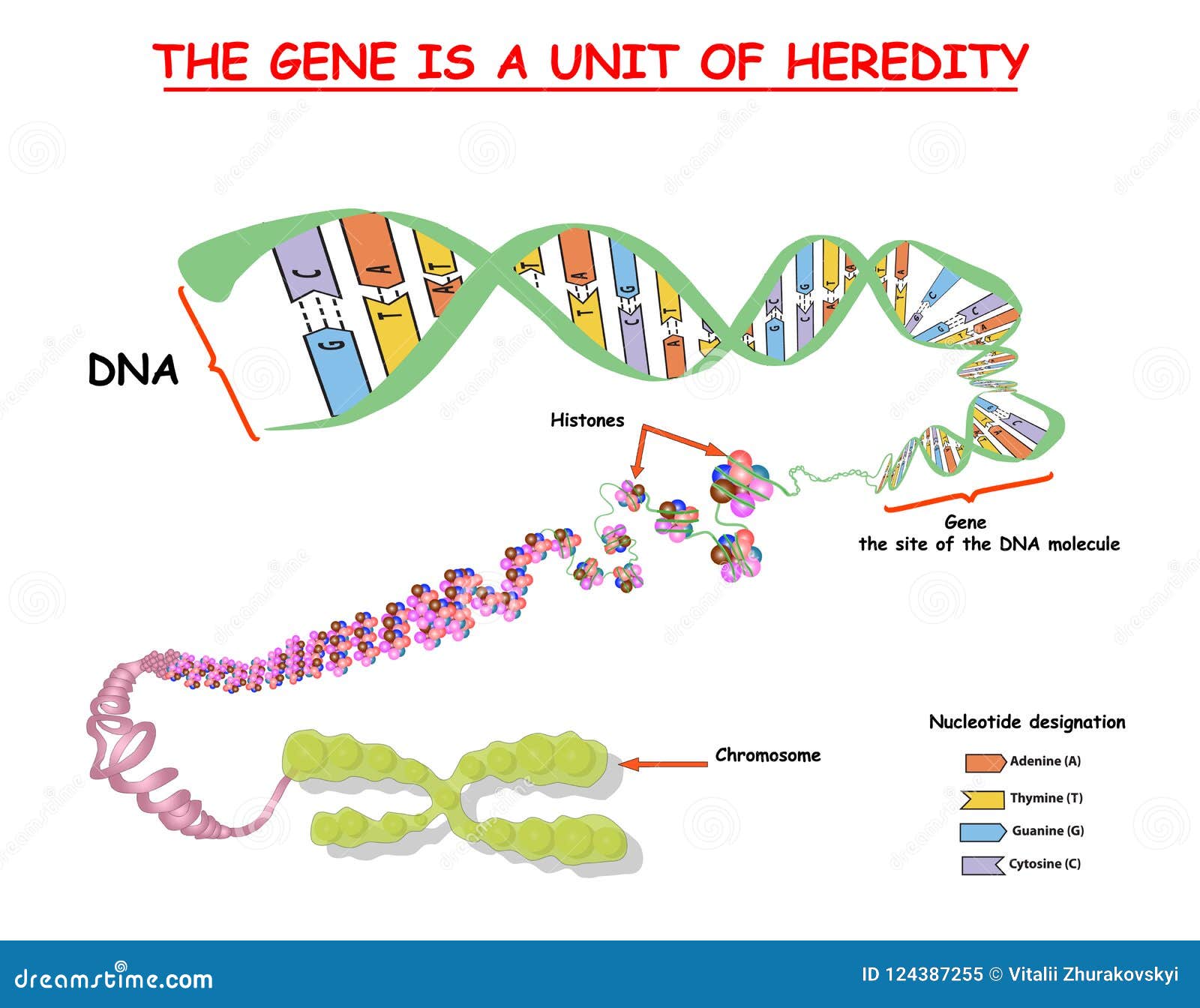 genome in the structure of dna. genome sequence. telo mere is a repeating sequence of double-stranded dna located at the ends of c