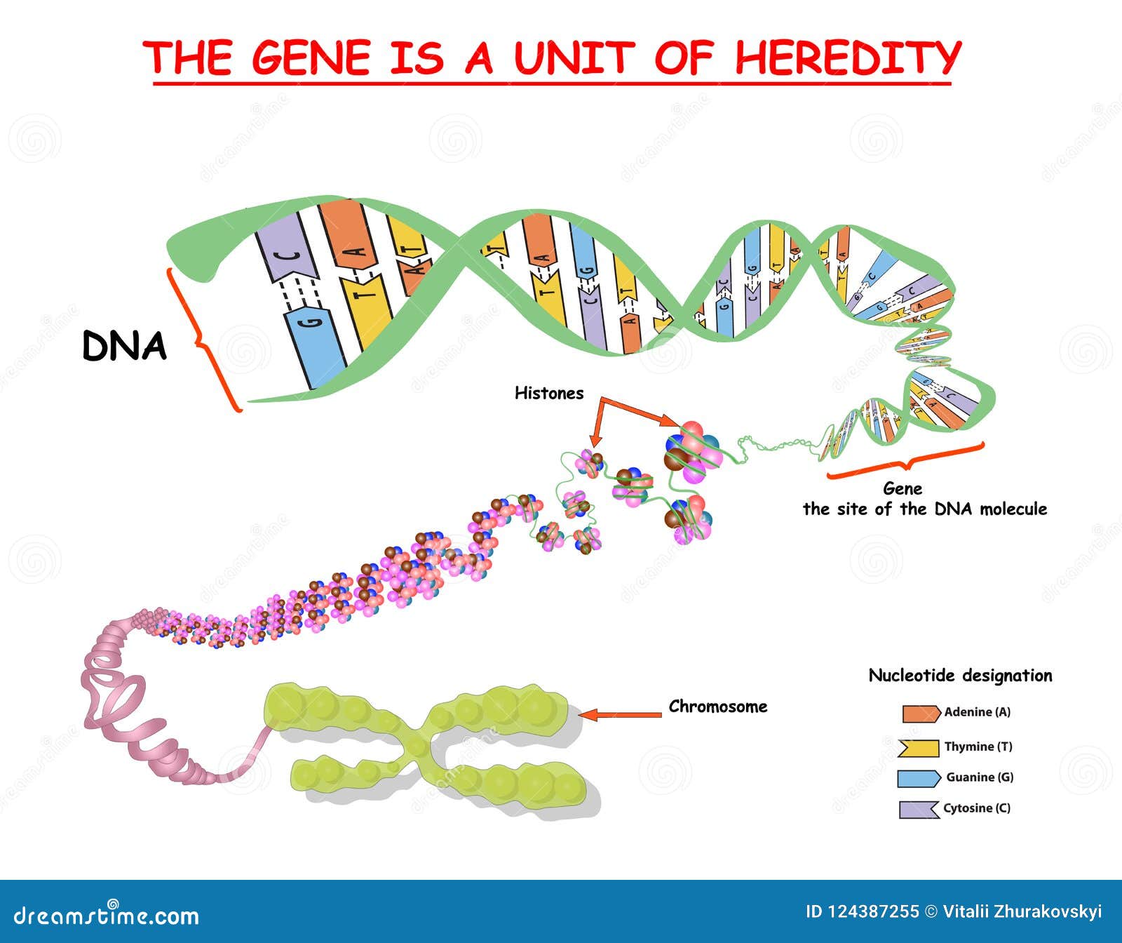 gene dna sequence