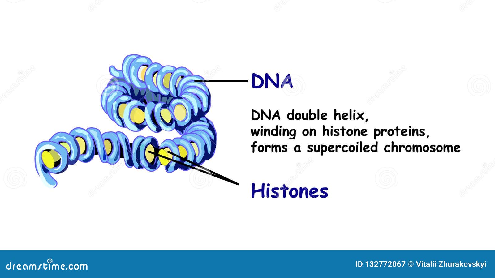 Genome In The Structure Of Dna Genome Sequence Telo Mere Is A Repeating Sequence Of Double Stranded Dna Stock Illustration Illustration Of Isolated Genome Genome In The Structure Of Dna Genome Sequence Telo Mere Is A Repeating Sequence Of Double Stranded Dna Stock Illustration Illustration Of Isolated Genome