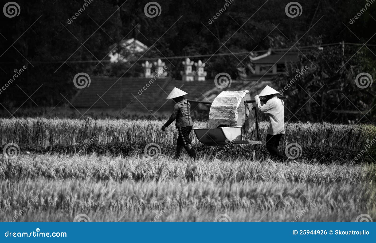 Gens asiatiques travaillants. Deux personnes travaillent dans les domaines près de Hoi, Vietnam