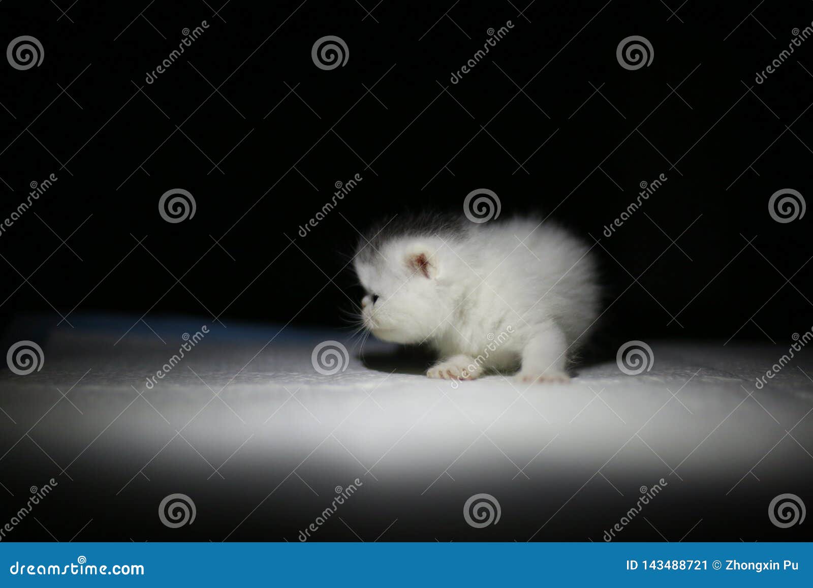 Gentil Petit Bebe Nouveau Ne Mignon De Chat Image Stock Image Du Nouveau Amour Gentil Petit Bebe Nouveau Ne Mignon De Chat Image Stock Image Du Nouveau Amour