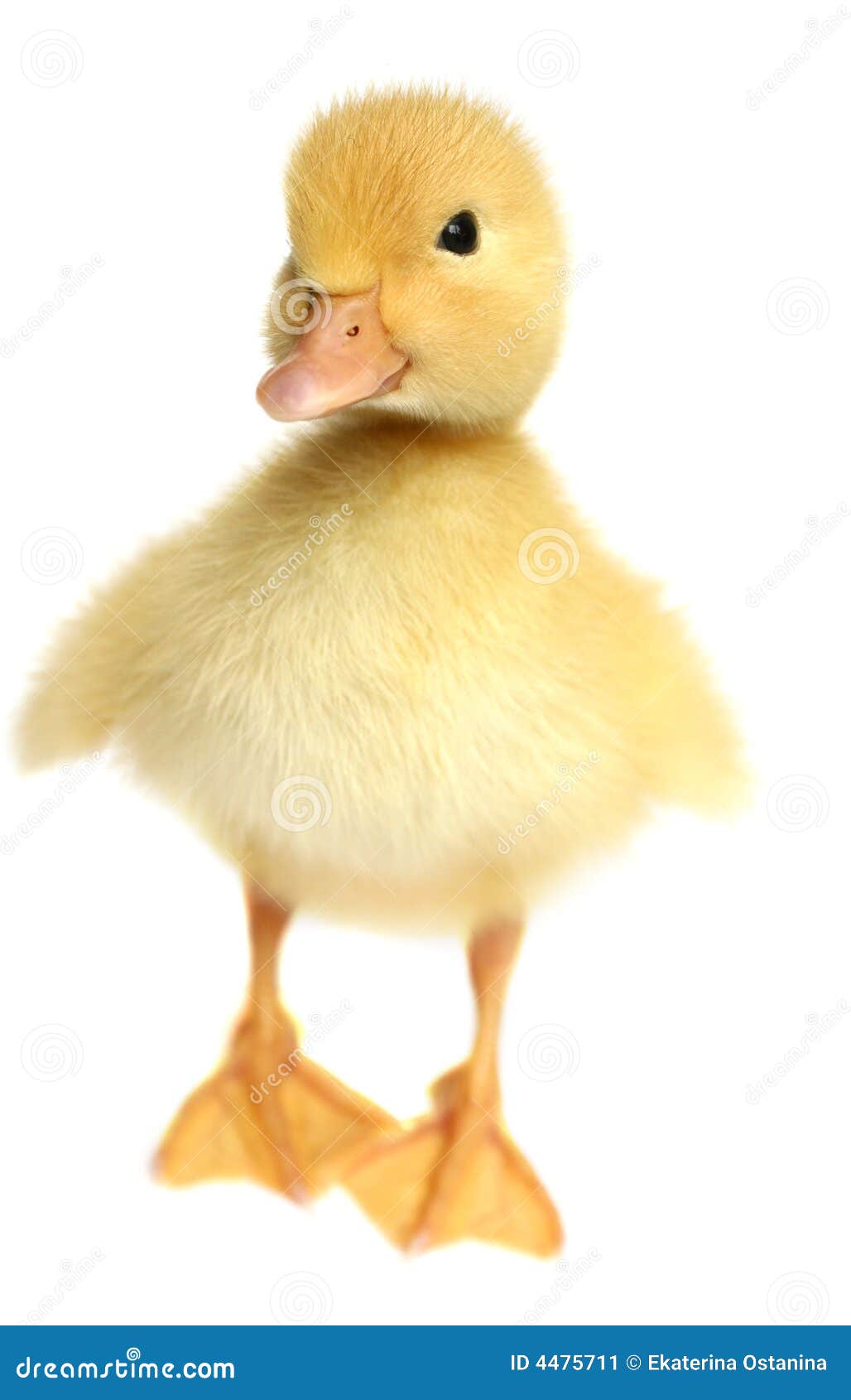 image stock gentil un petit canard jaune image