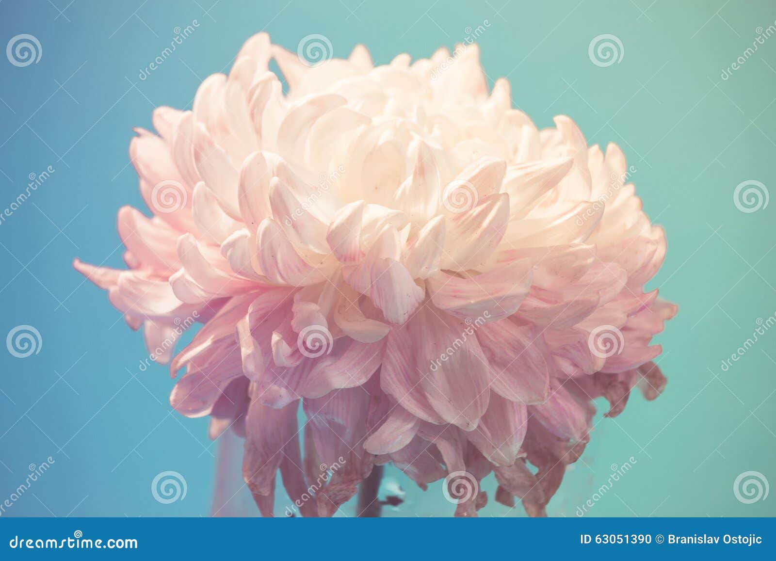 gentle flower of chrysanthemum