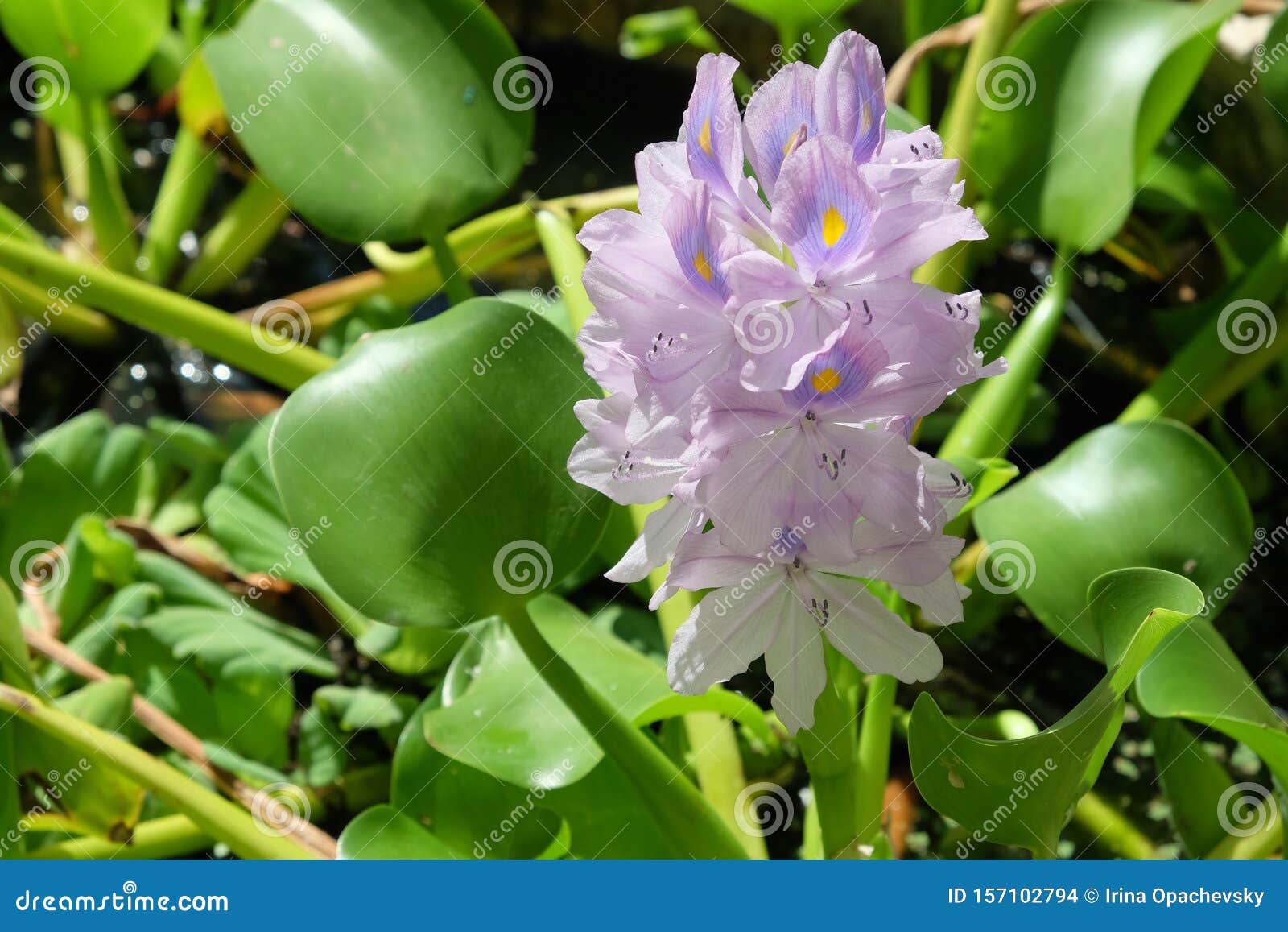 water hyacinth eichornia eichornia crassipes in an artificial pond