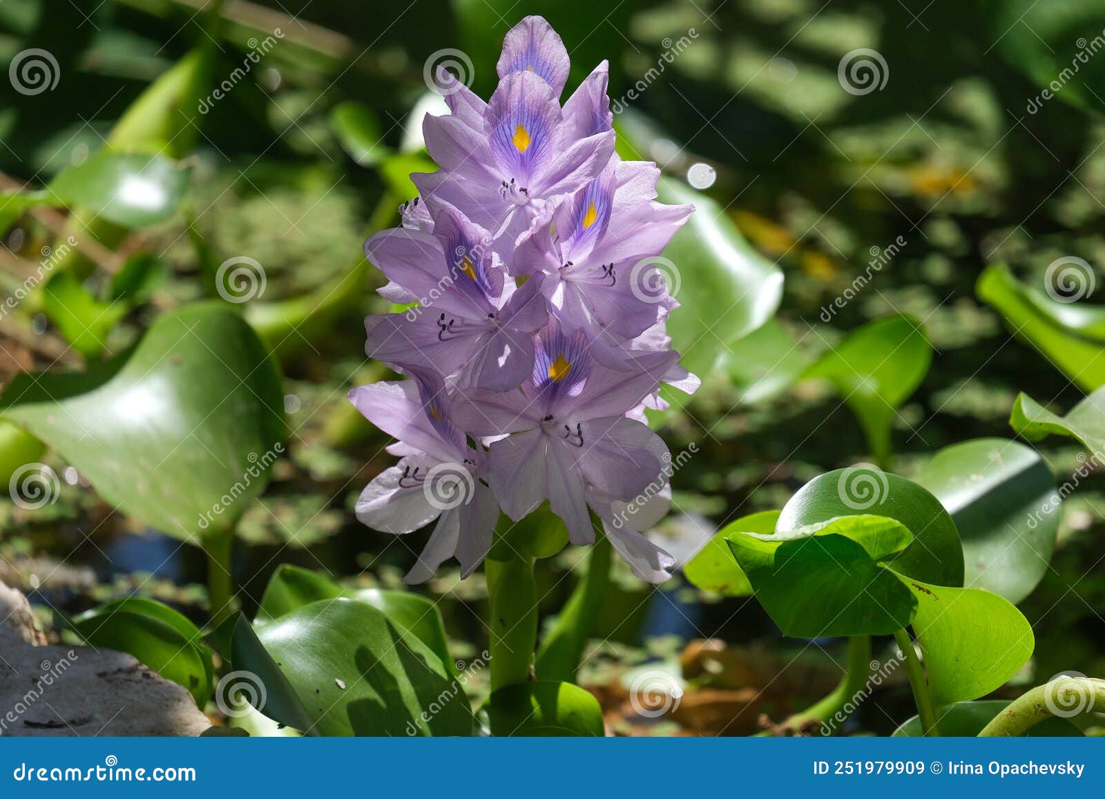 water hyacinth eichornia eichornia crassipes in an artificial pond