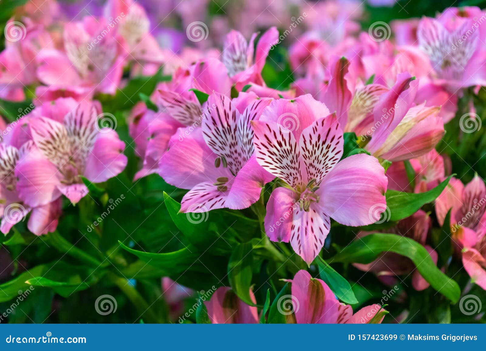 gentle pink alstroemeria flowers in summer garden, park. floral background