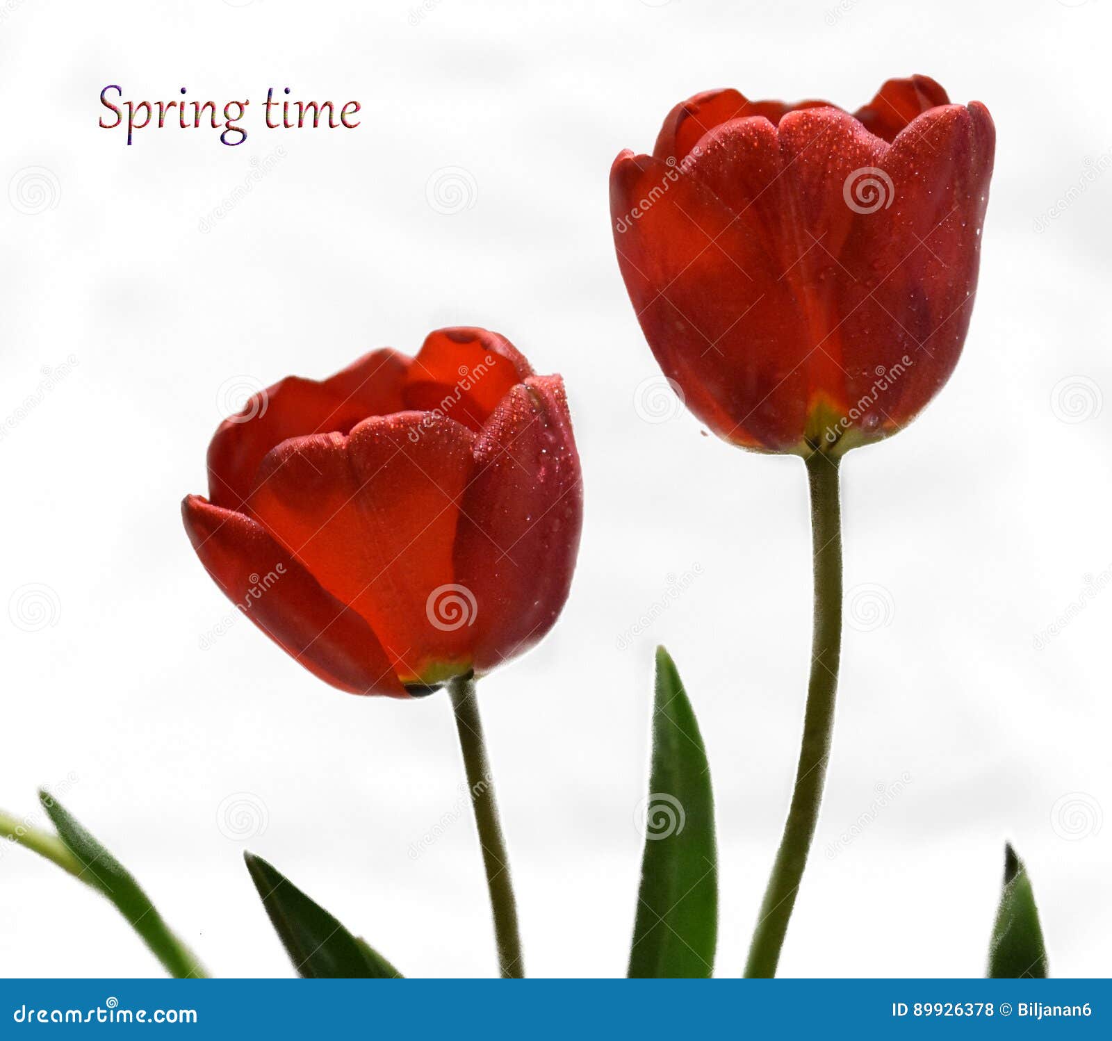 Gentle Spring Flower Red Tulips Stock Photo Image of flowers