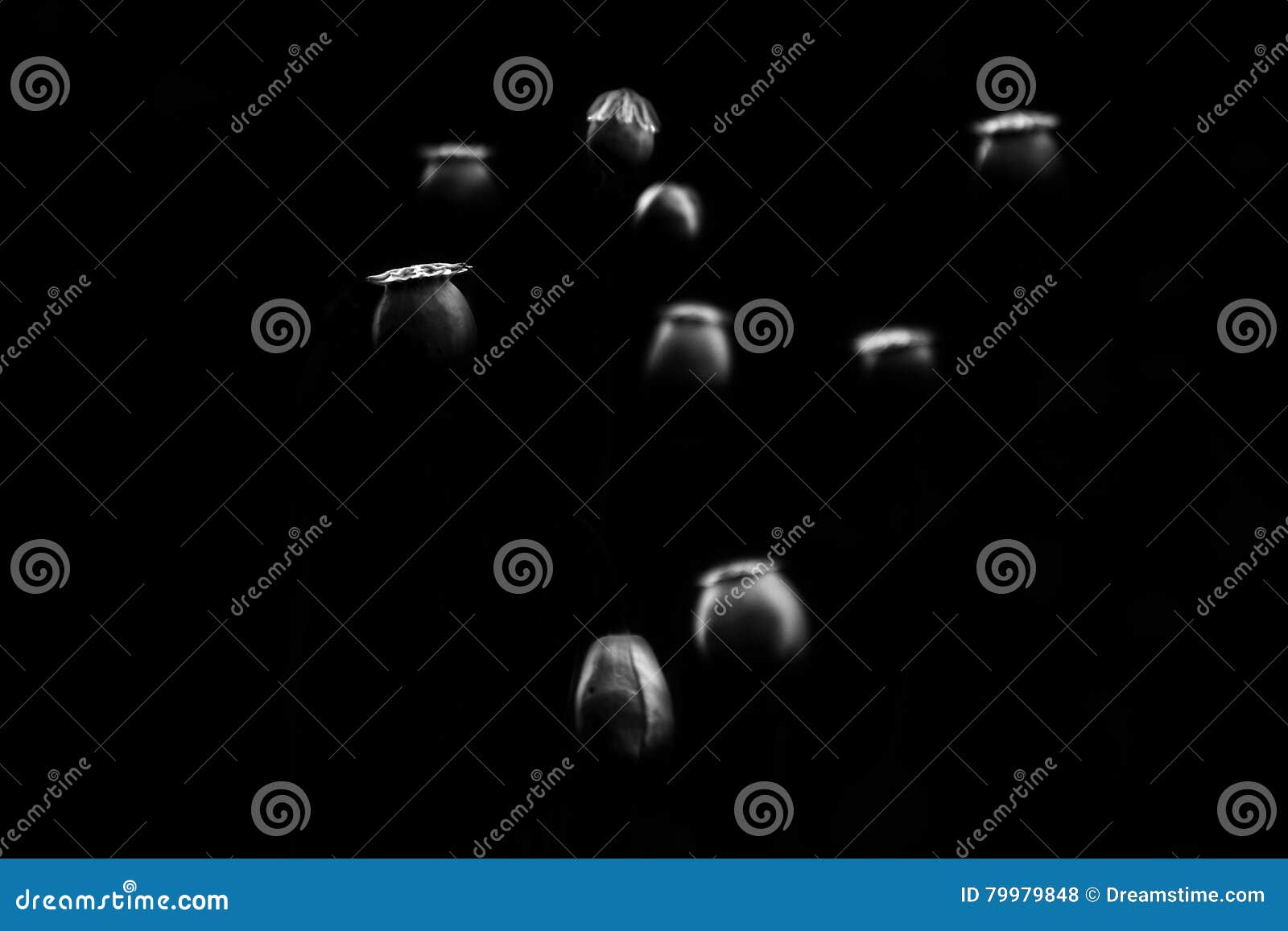 Gentle touch of the light! stock photo. Image of monochrome 79979848