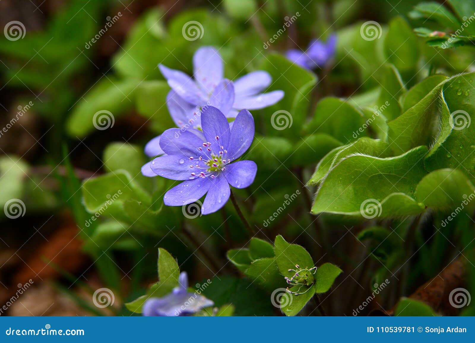gently blue flowers in the shade of shrubs- detail