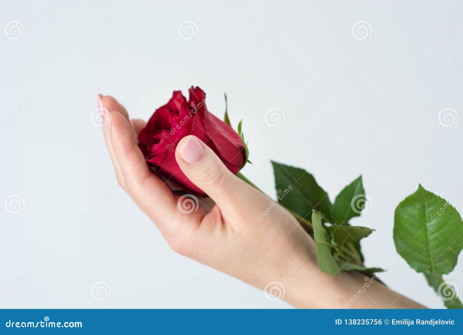 Red Rose: Symbol of Love and Romance Stock Photo - Image of girl ...