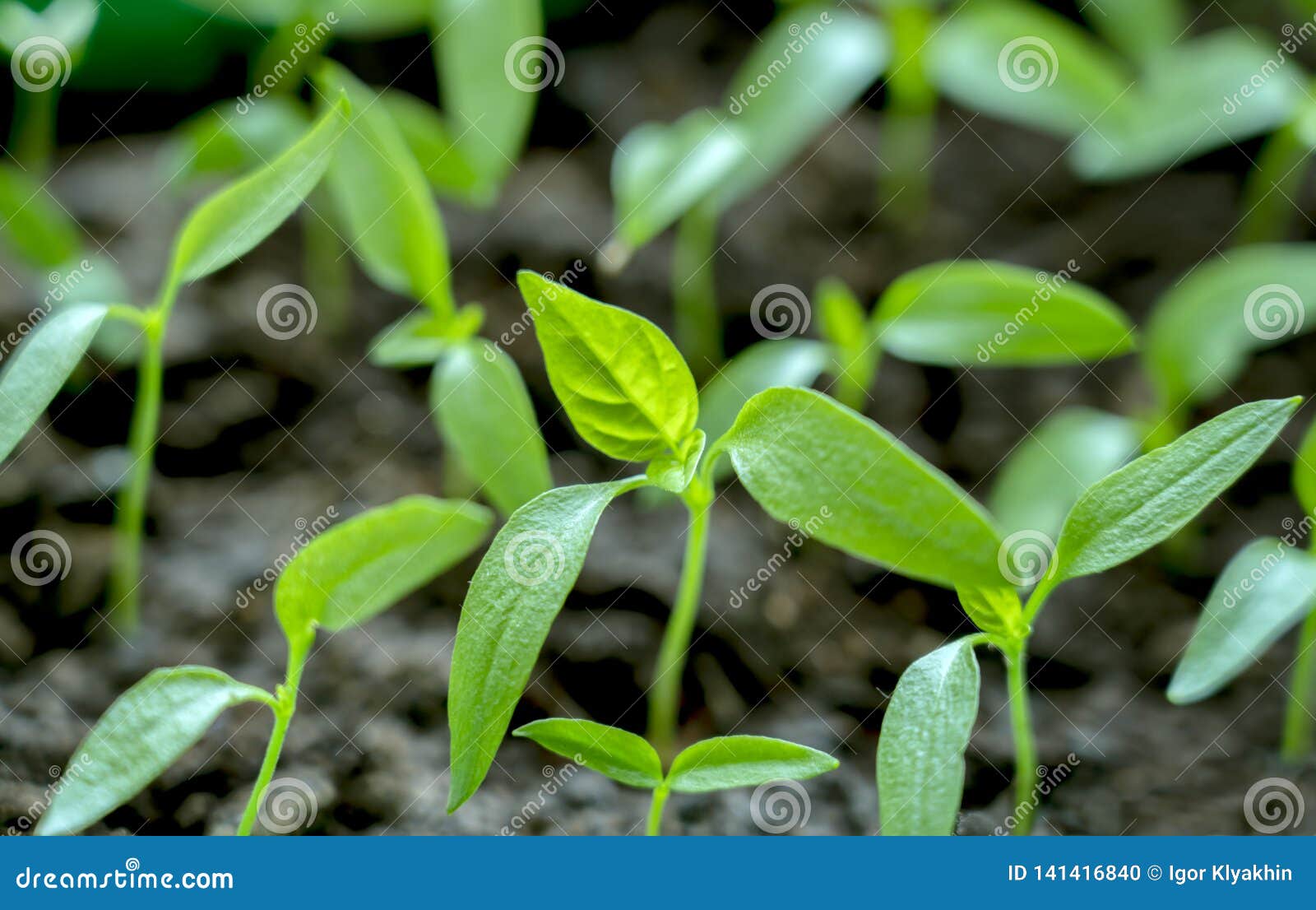 Seedlings Of Sweet Peppers In A Container, Grown From Seeds. Spring Young Seedlings Of Peppers