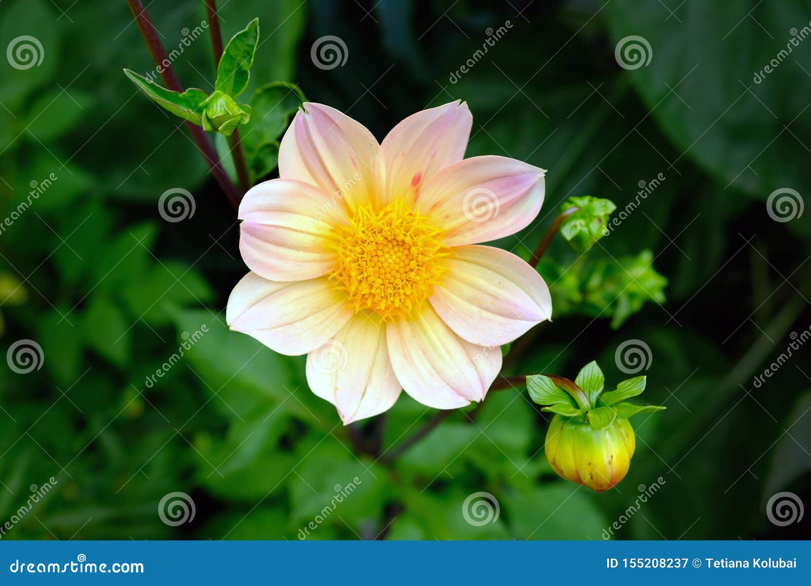 gently pink dahlia flower top view. this type refers to single or simple.