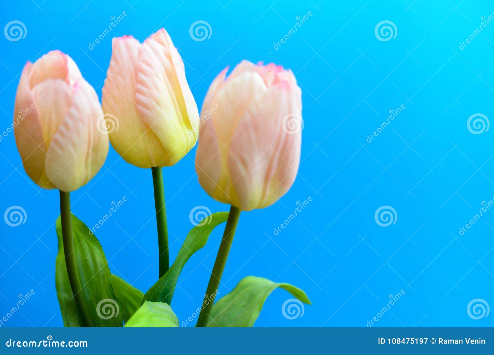 Gently Pink Tulips on a Blue Background. Stock Image - Image of march ...