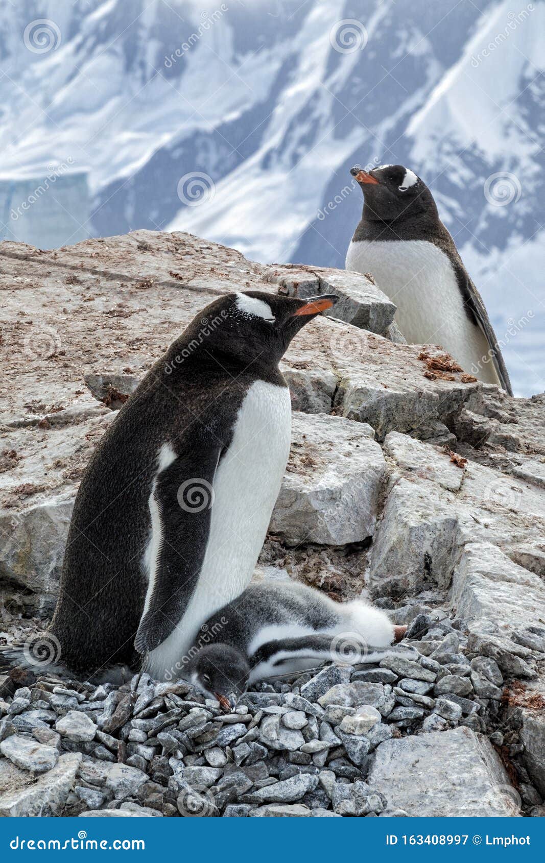 gentoo parents and chick on rocky outcropping